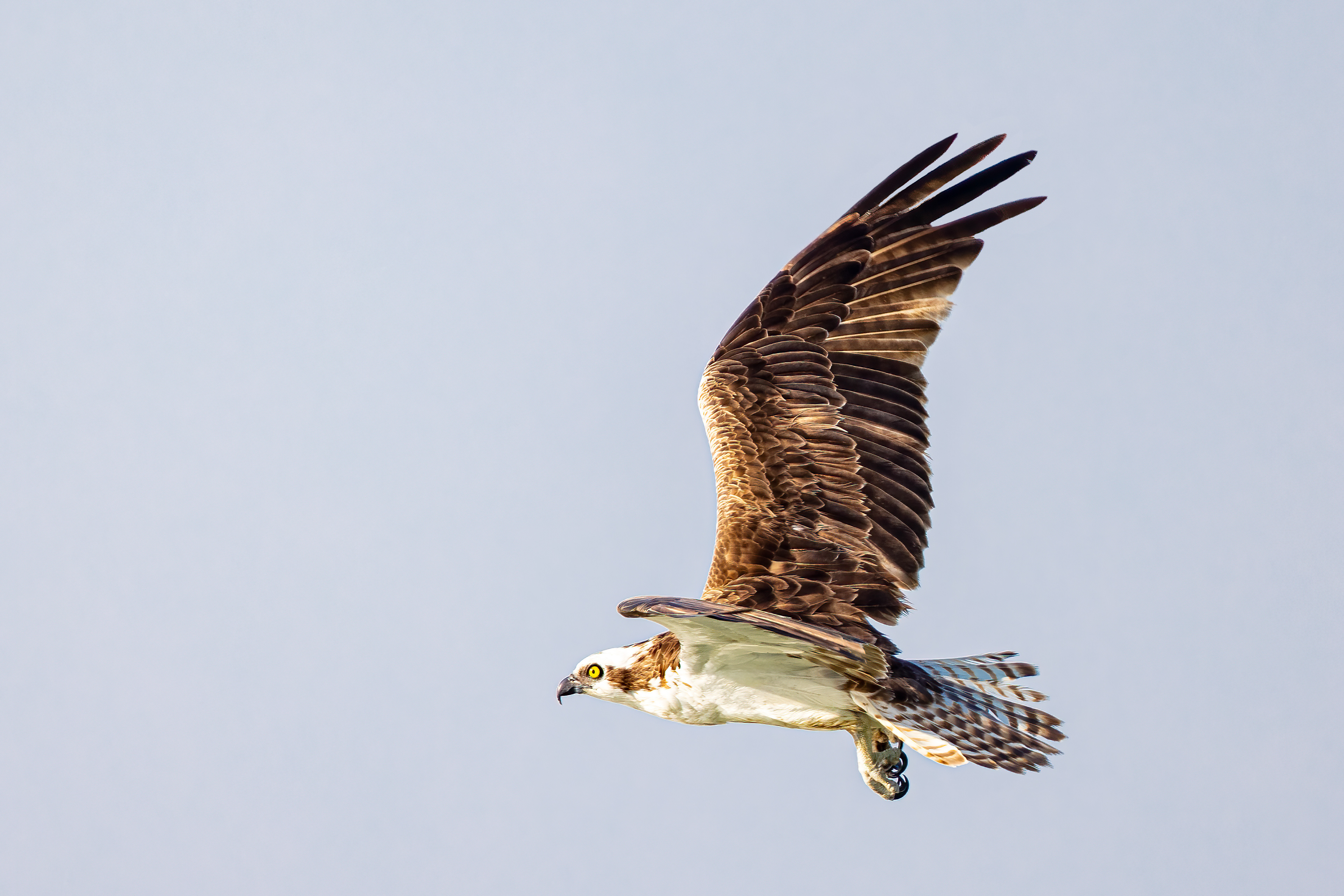 Osprey