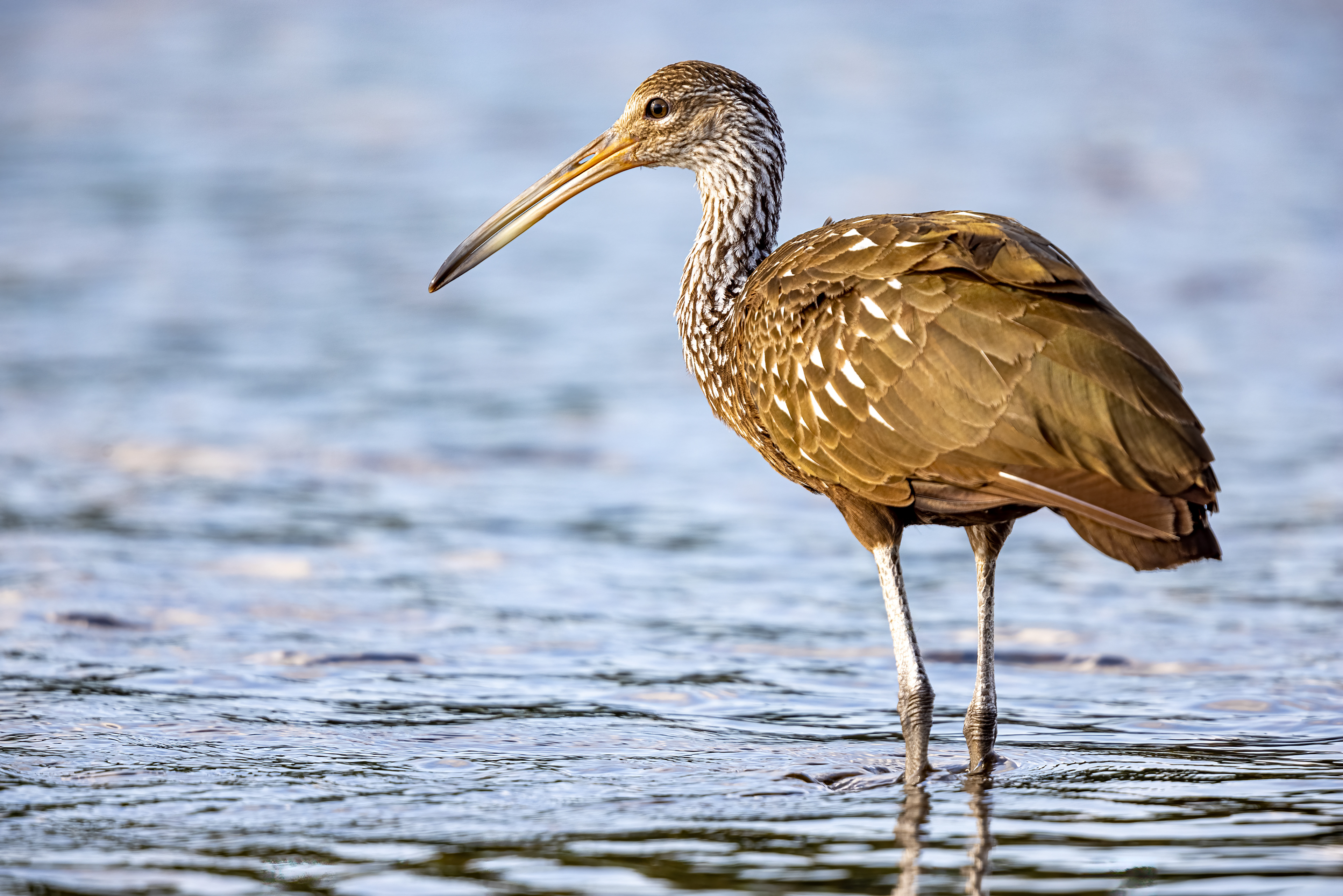 Limpkin