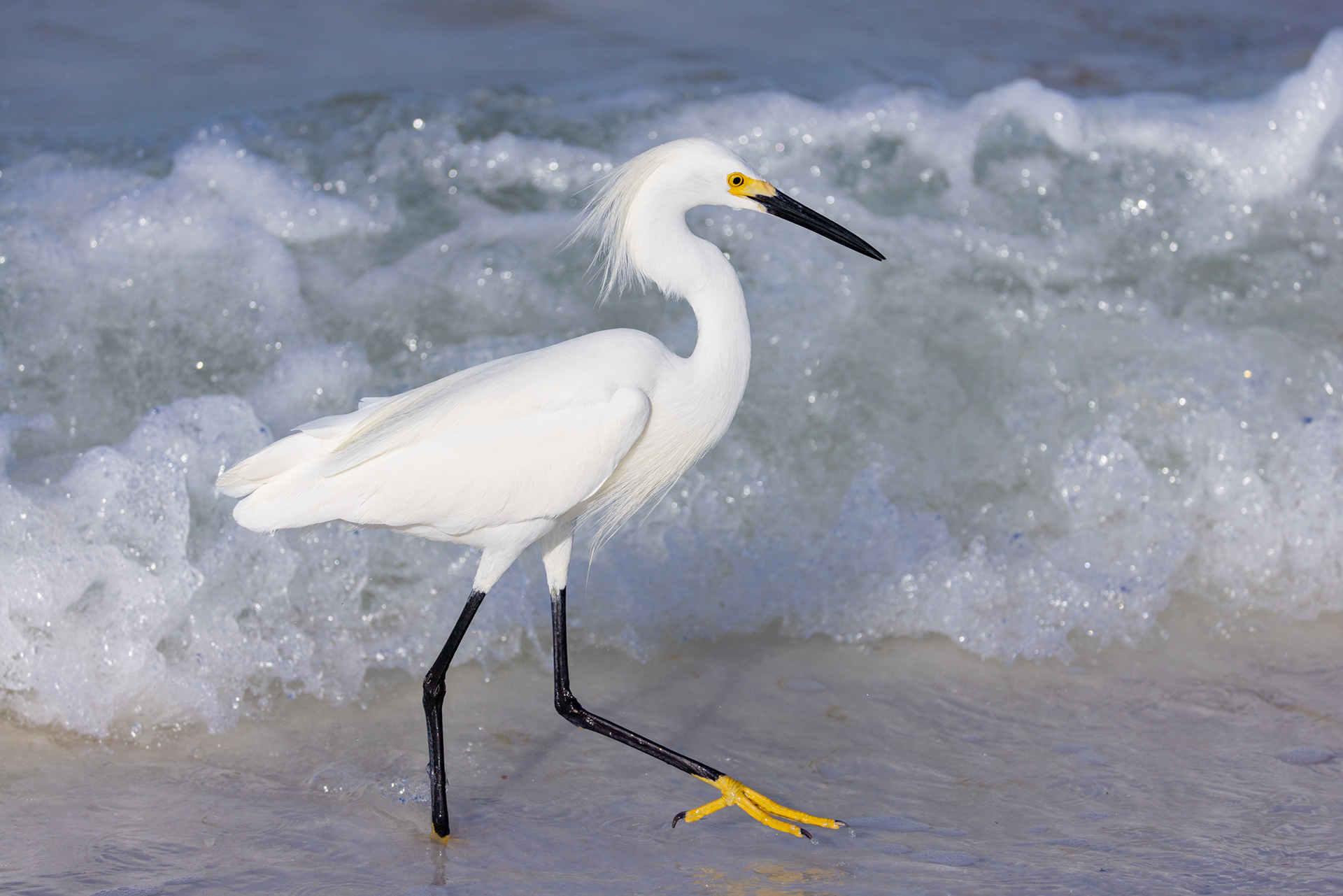 Snowy Egret