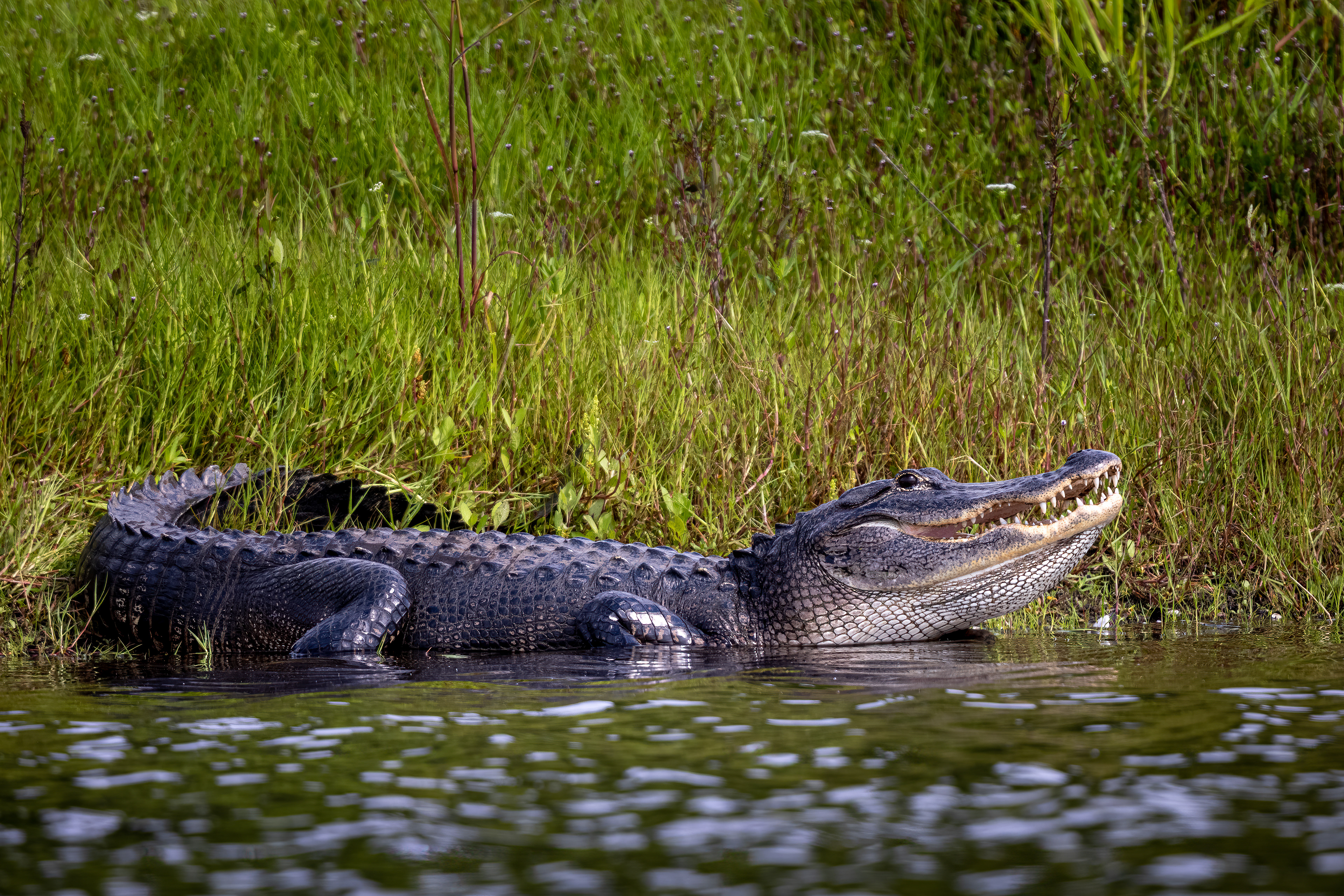 Alligator