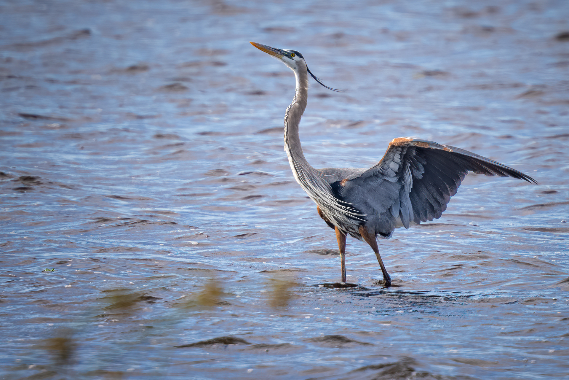 Great Blue Heron