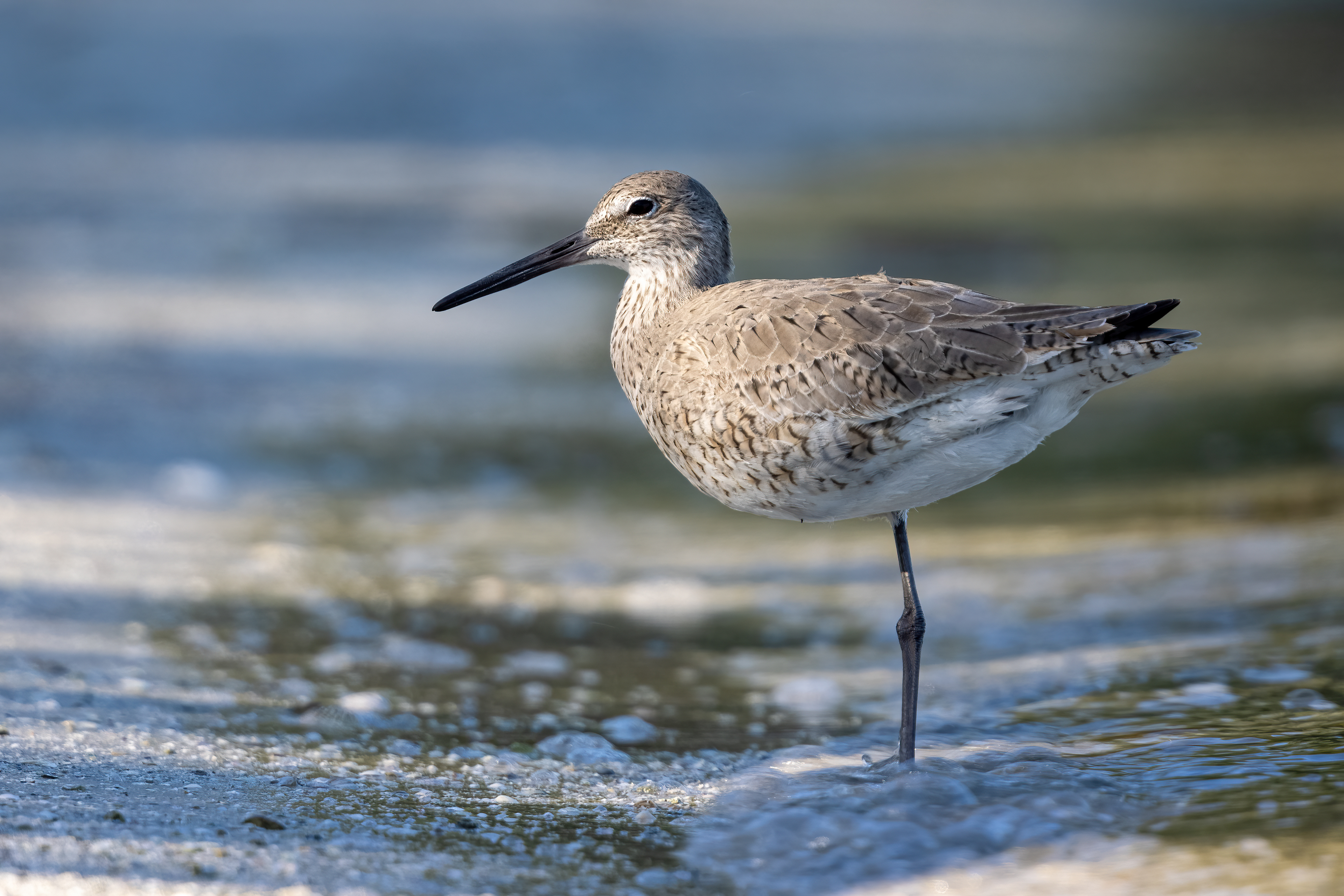 Willet