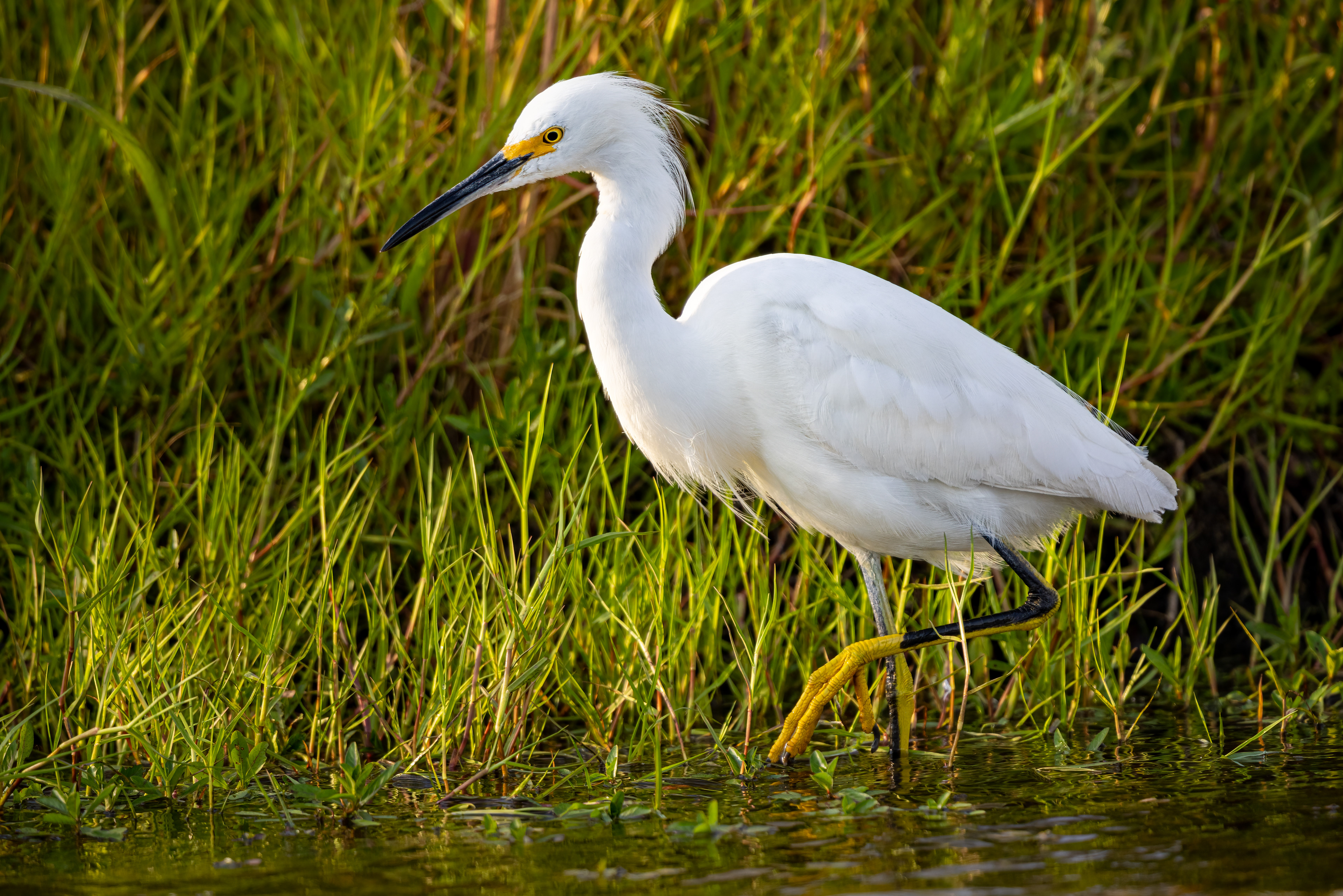 Snowy Egret