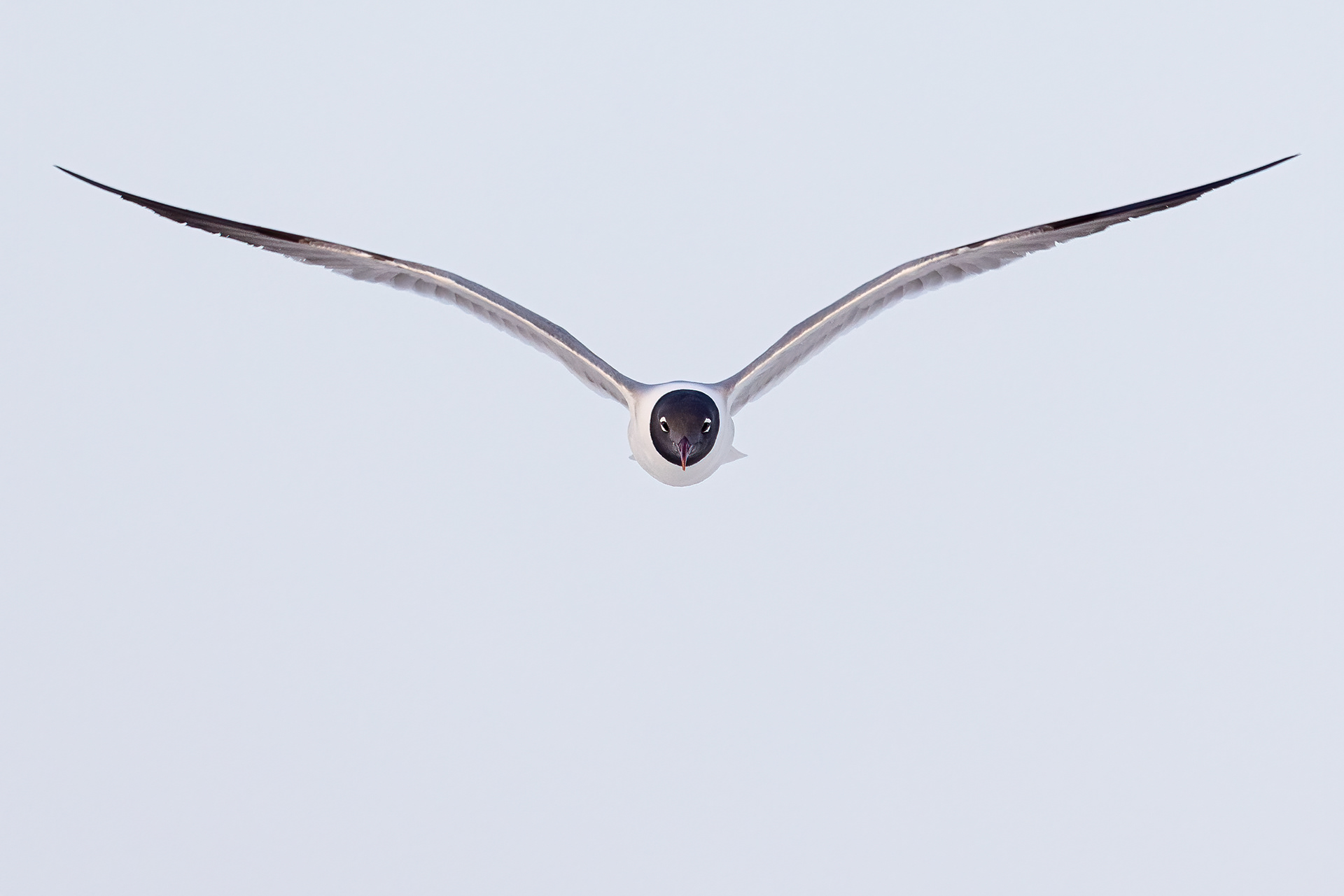 Laughing Gull