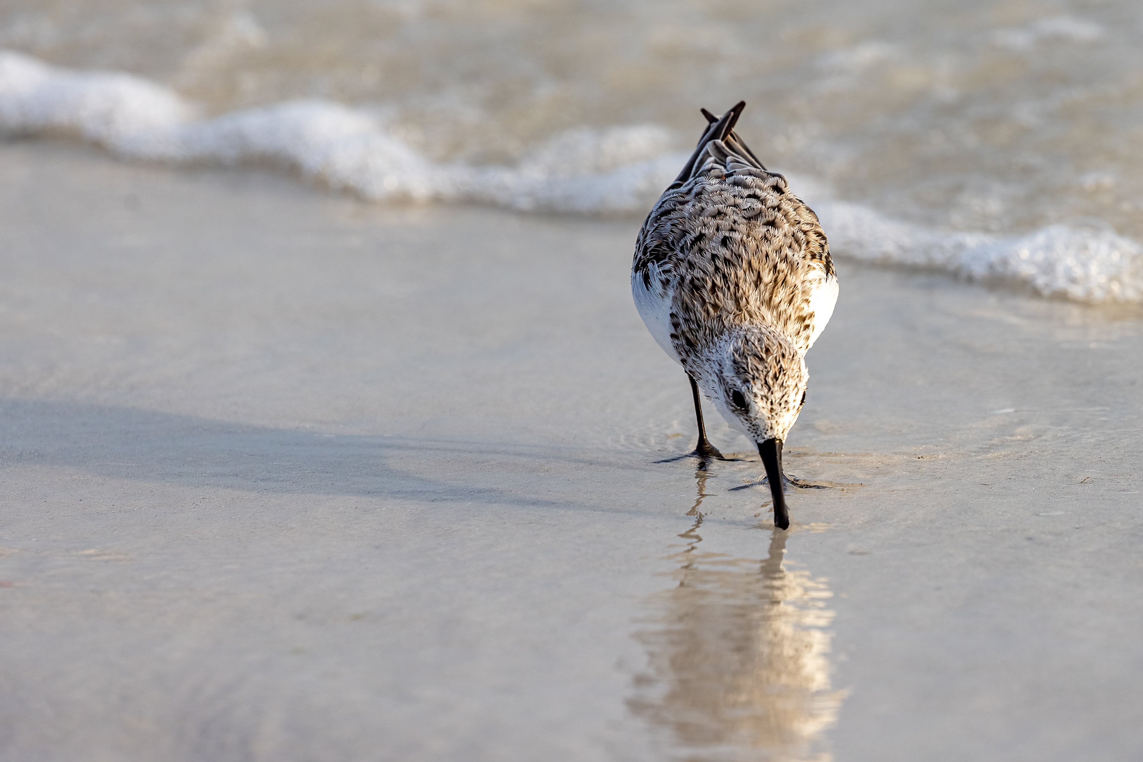 Sanderling