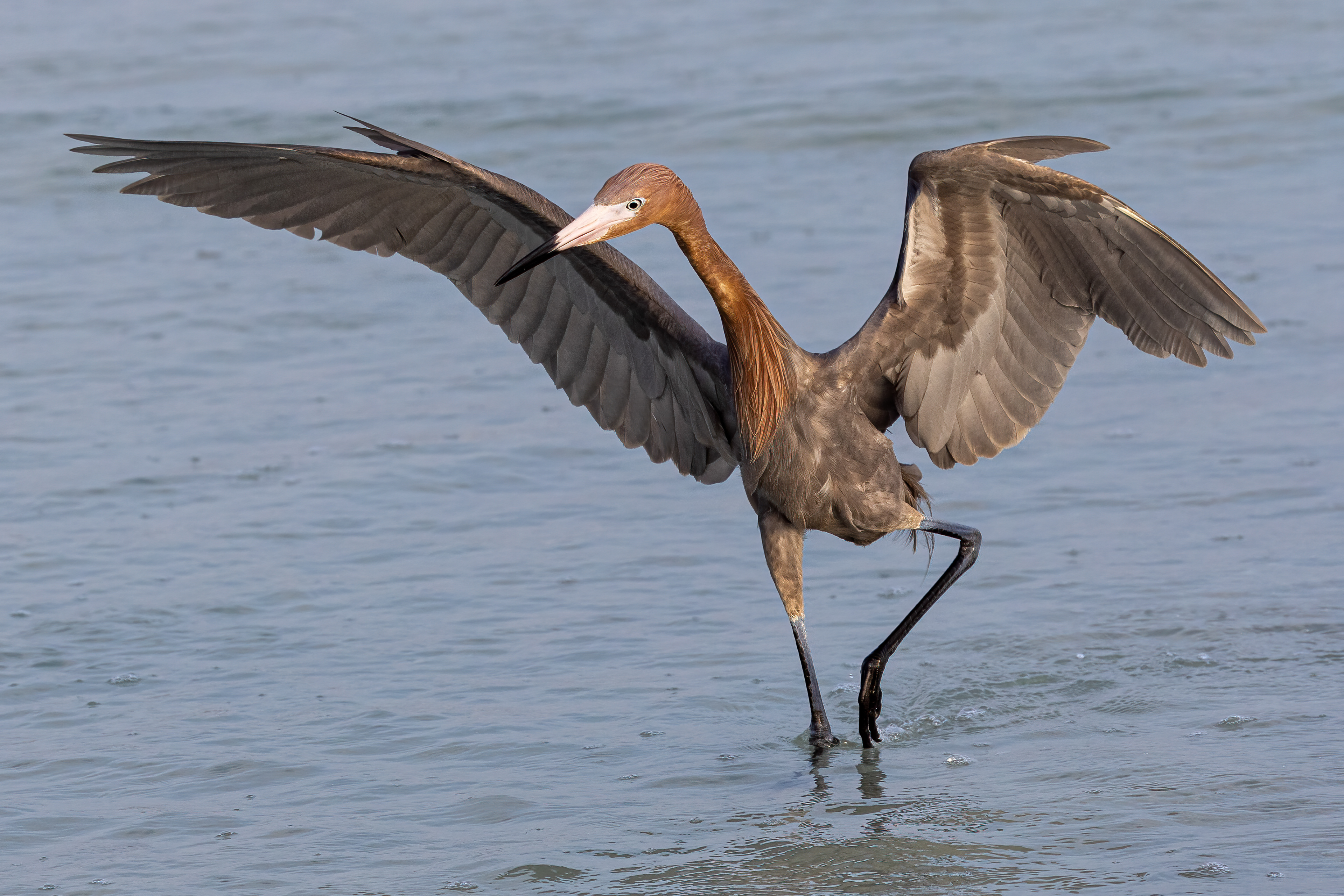 Reddish Egret