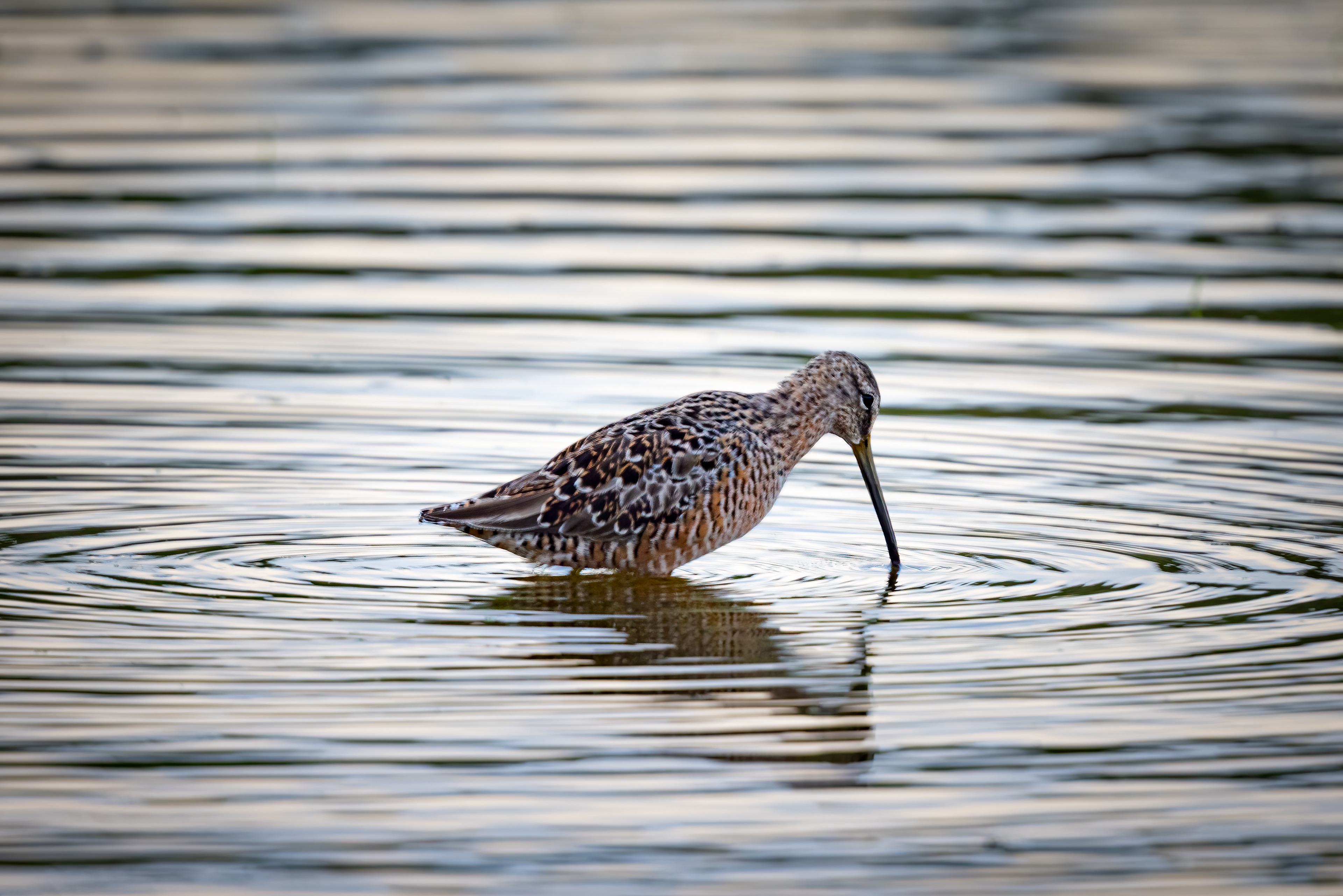 Long-billed Dowitcher