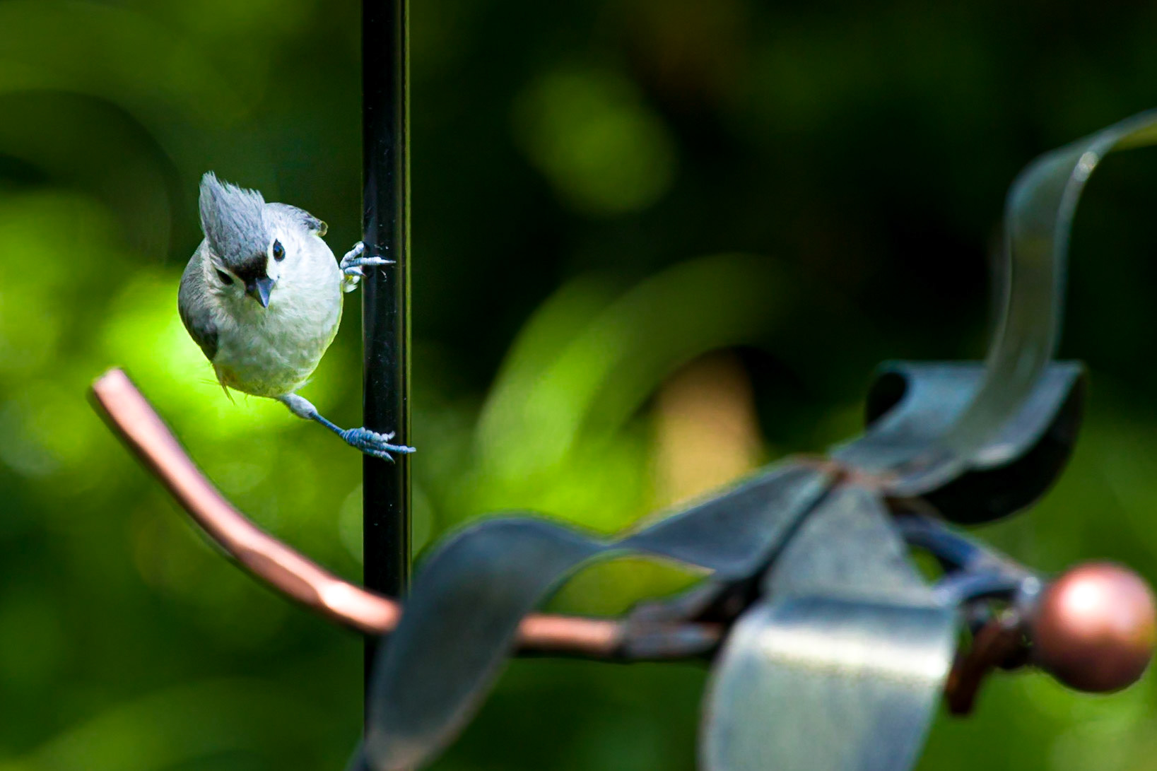 Tufted Titmouse