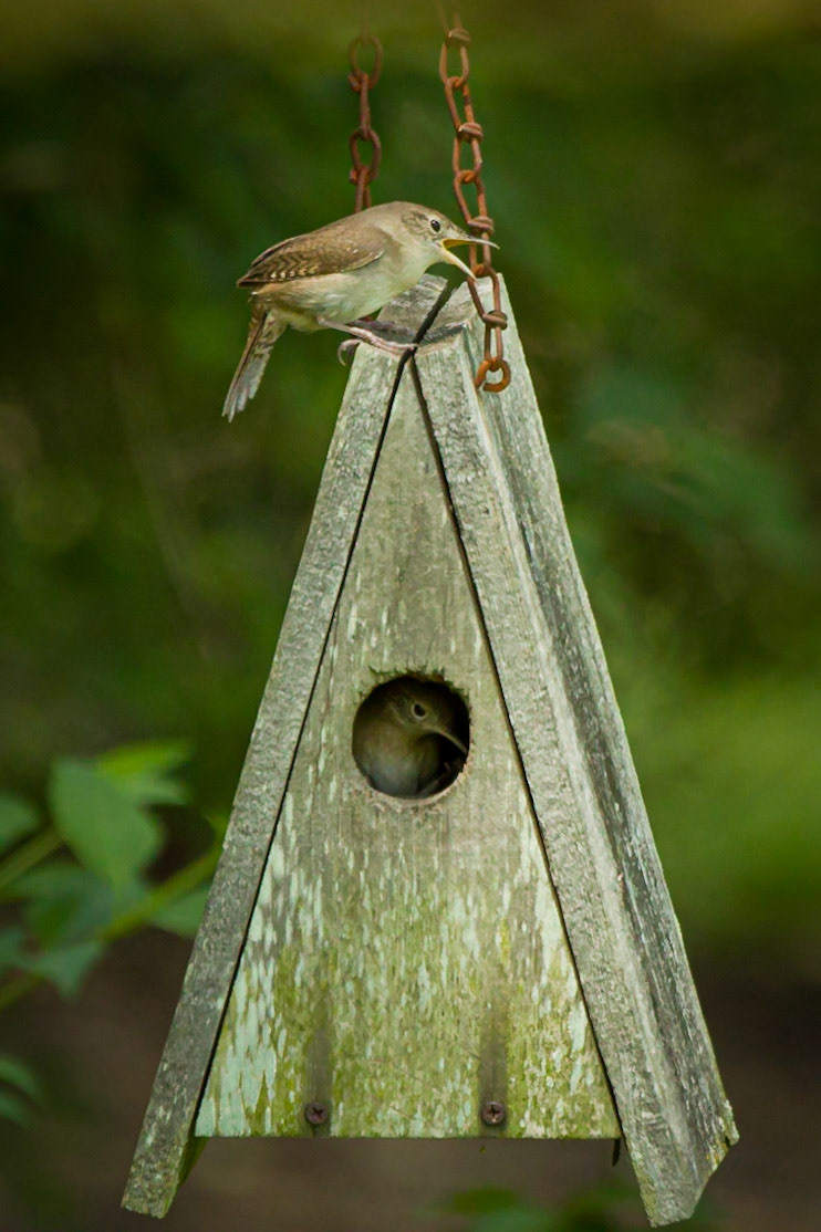 House Wren protecting the brood