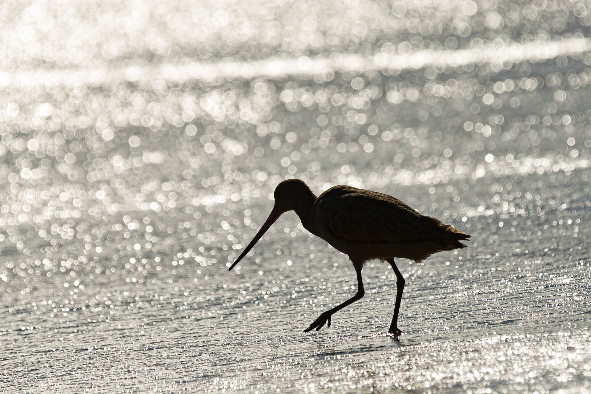 Willet (Catoptrophorus semipalmatus)