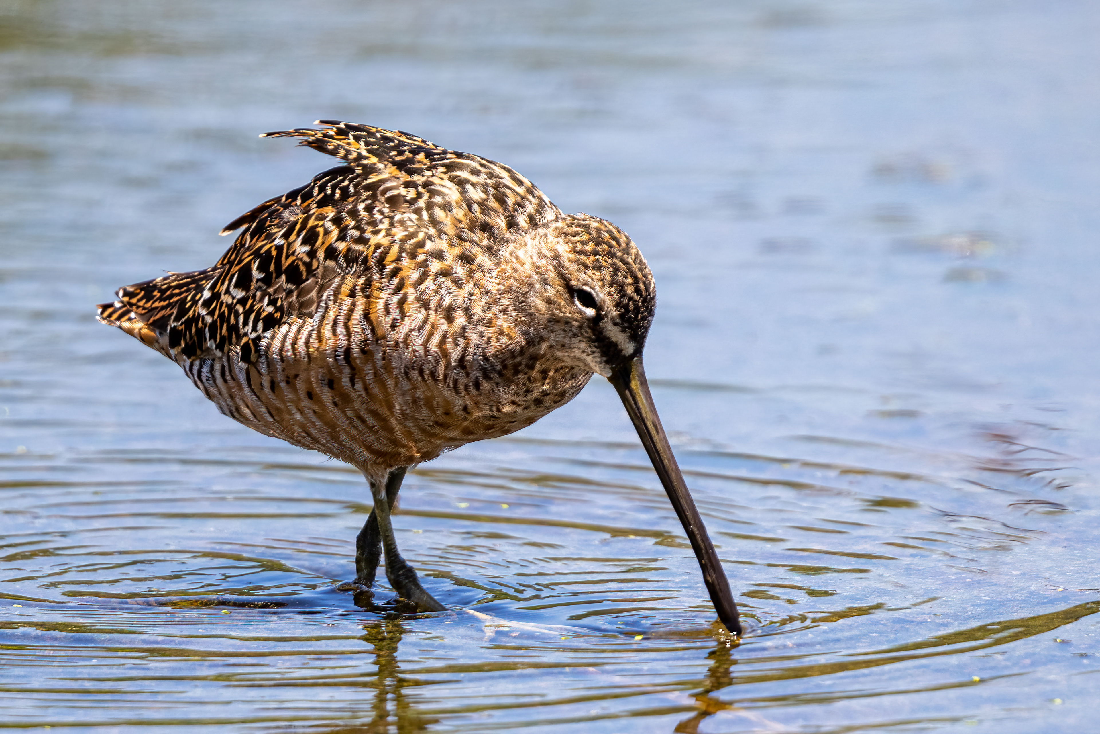 Long-billed Dowitcher