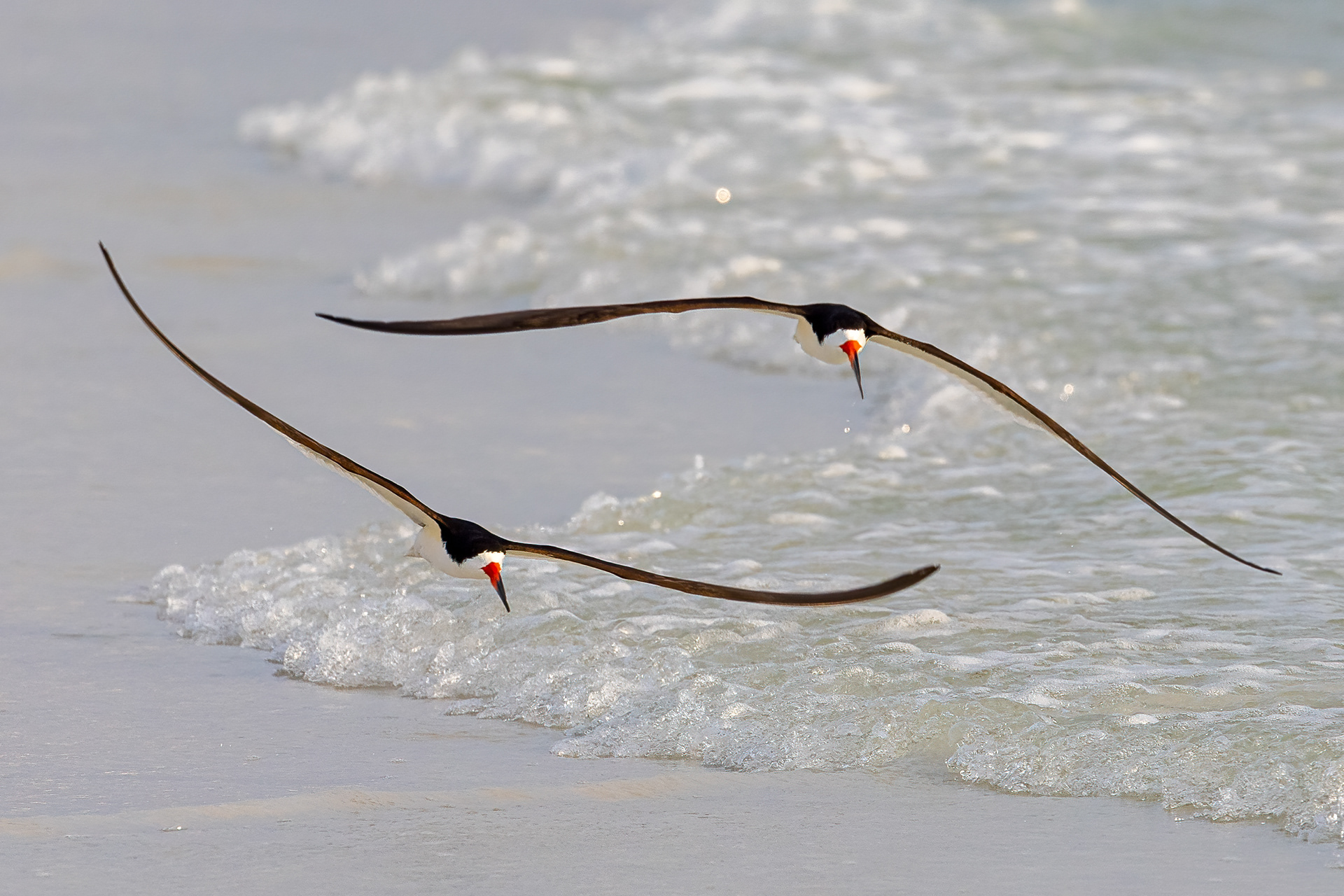 Black Skimmer