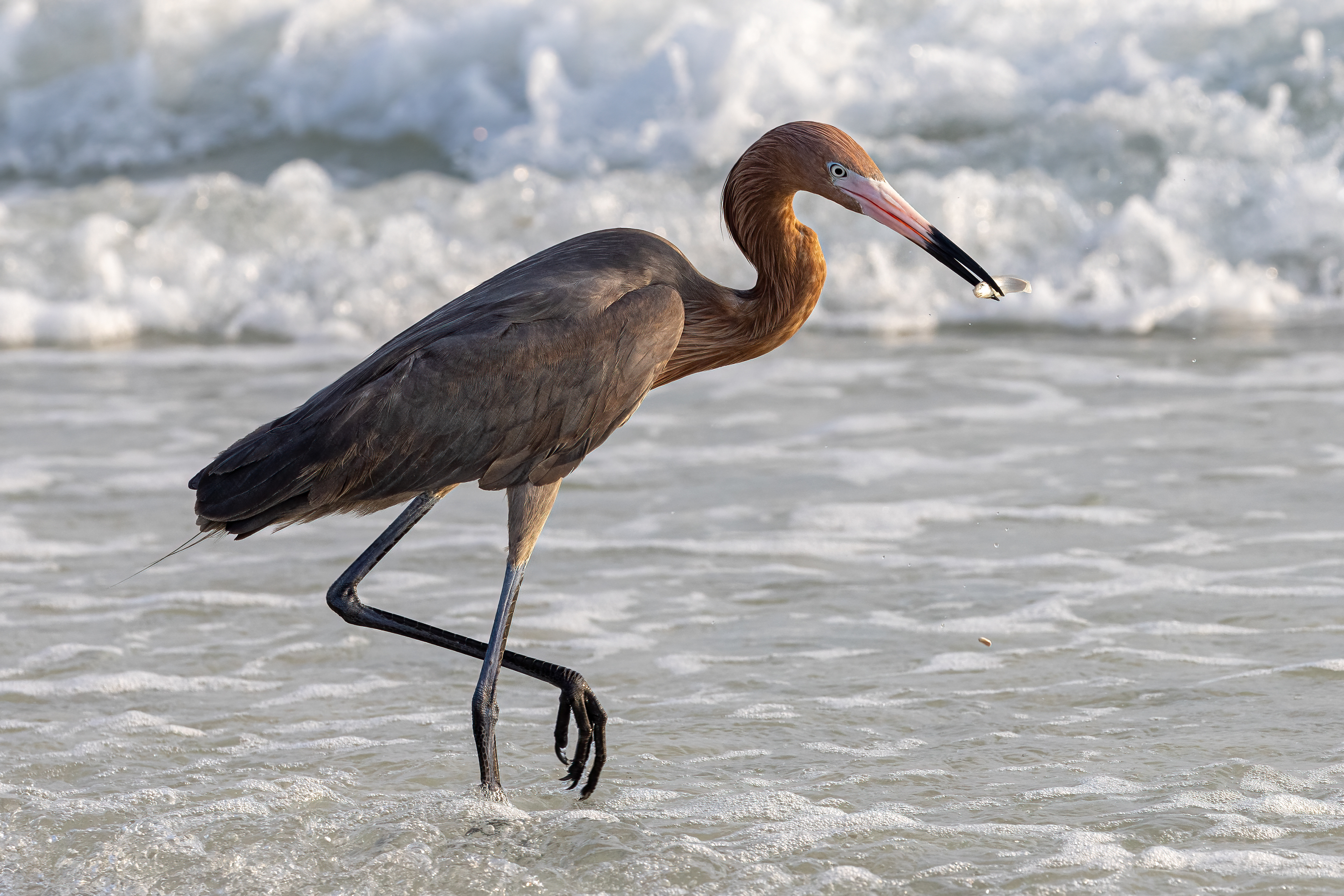 Reddish Egret