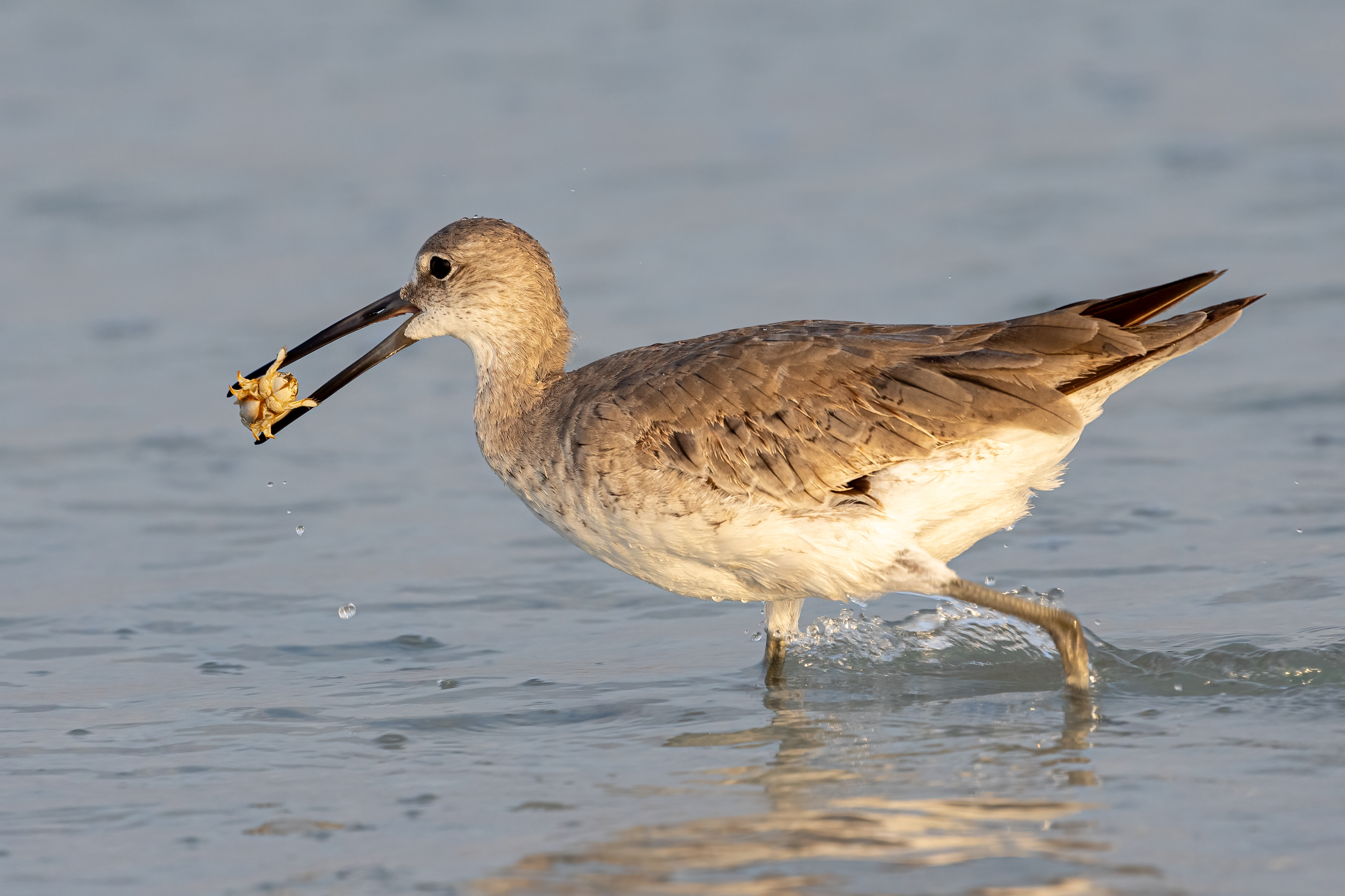 Willet