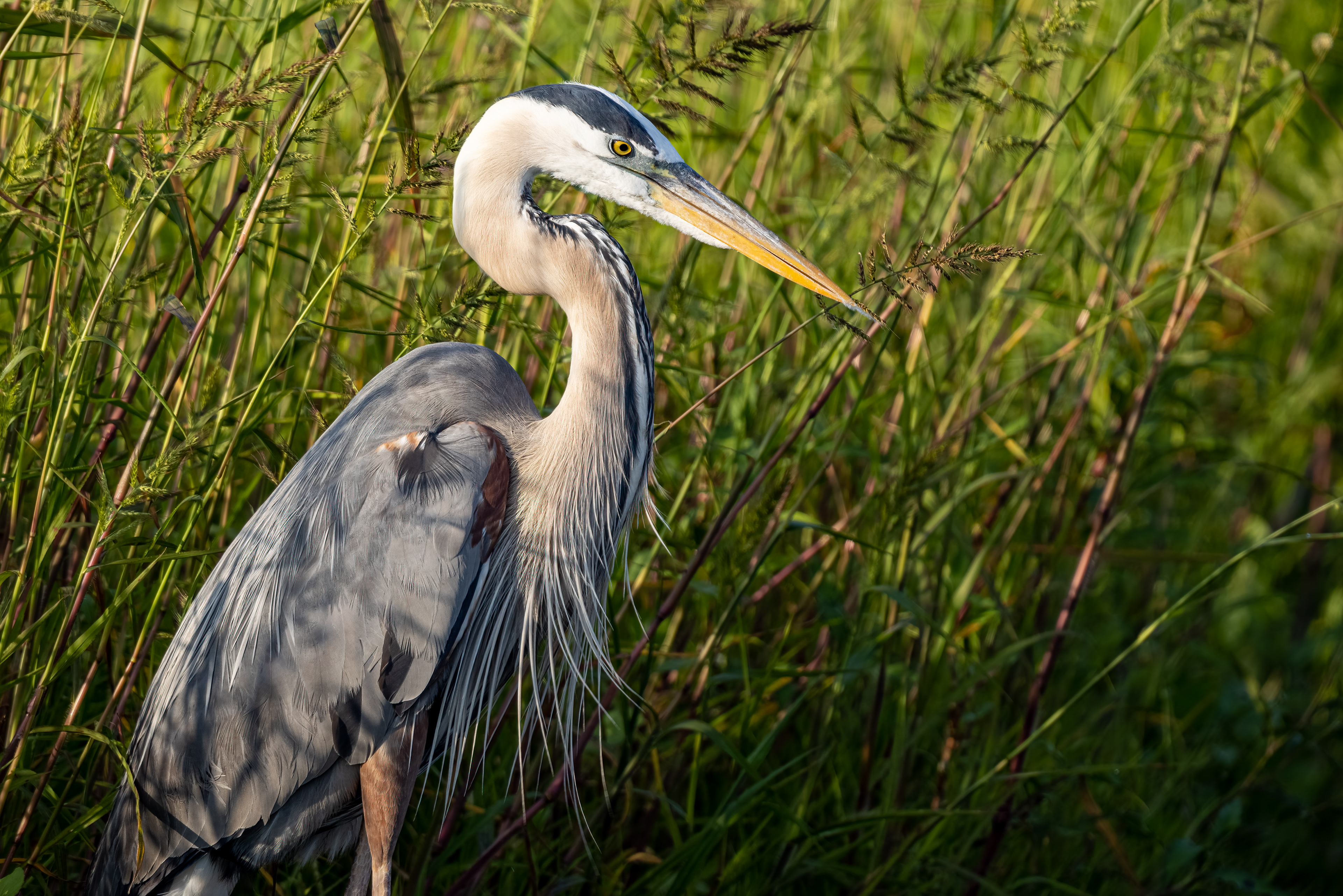 Great Blue Heron