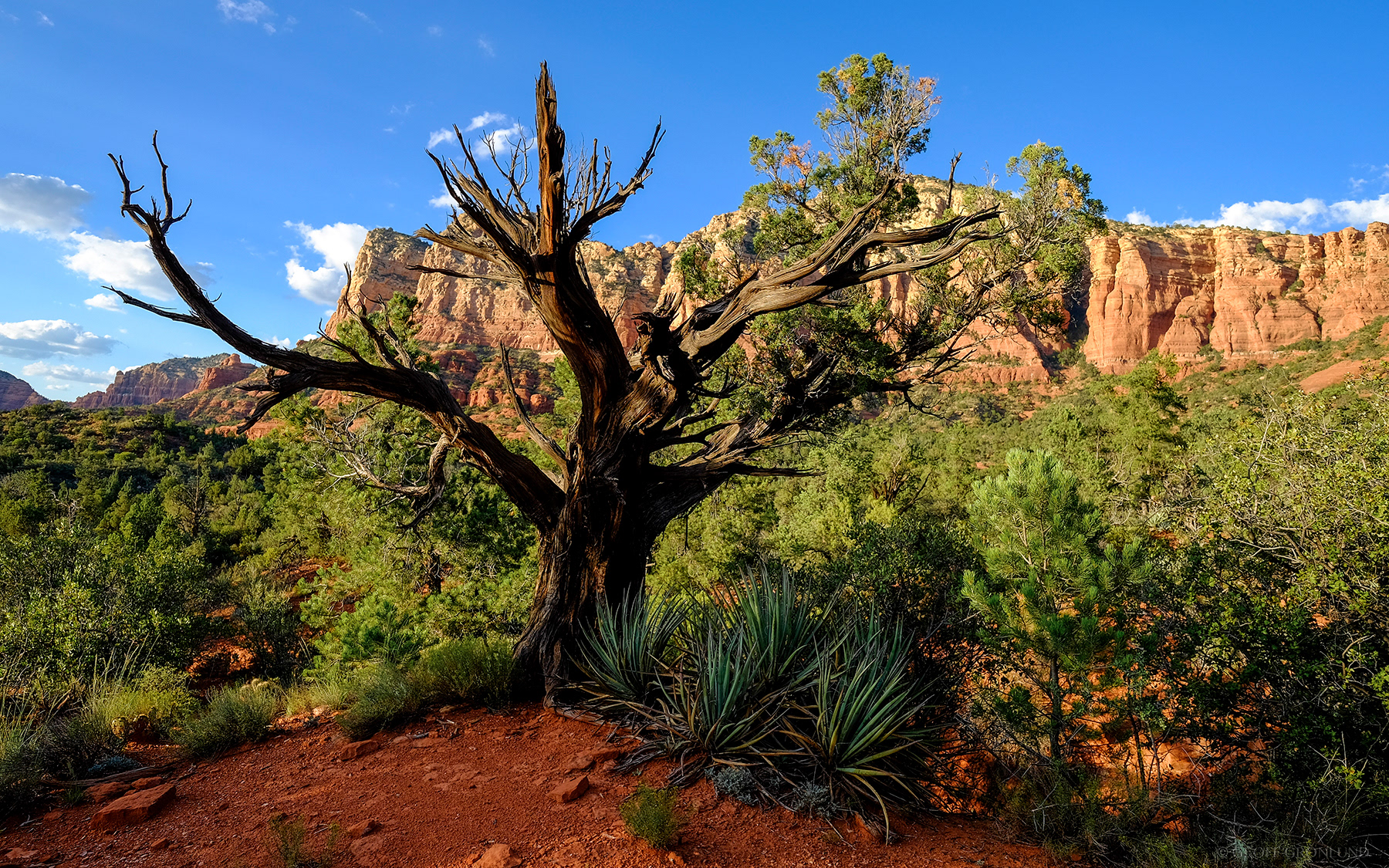 Pinyon Pine, Sedona, Arizona