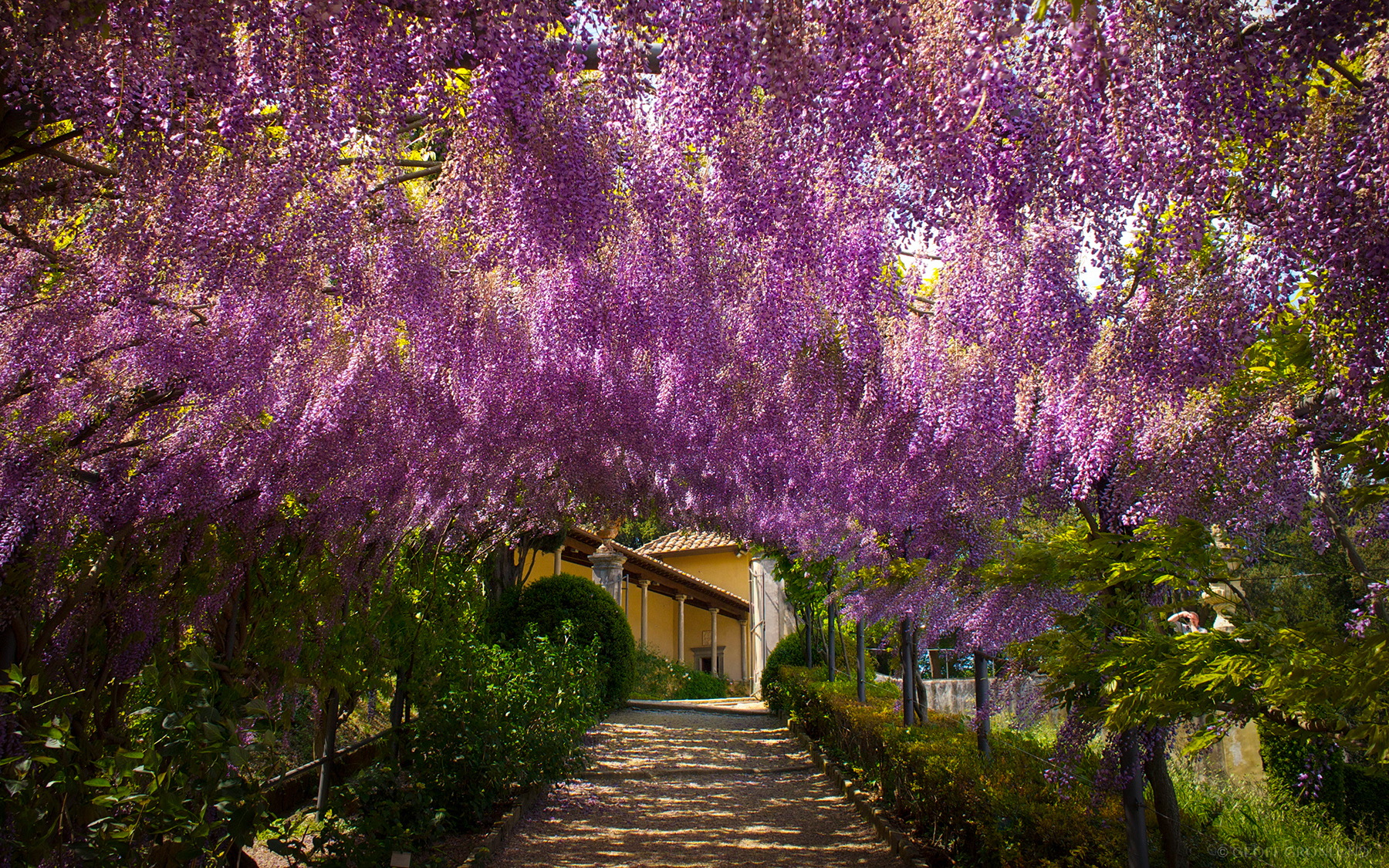 Spring Wisteria, Giardino Bardini, Florence, Italy