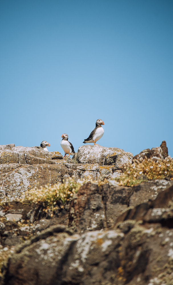 Scotland. Puffins are some of the most beautiful creatures on the globe.
