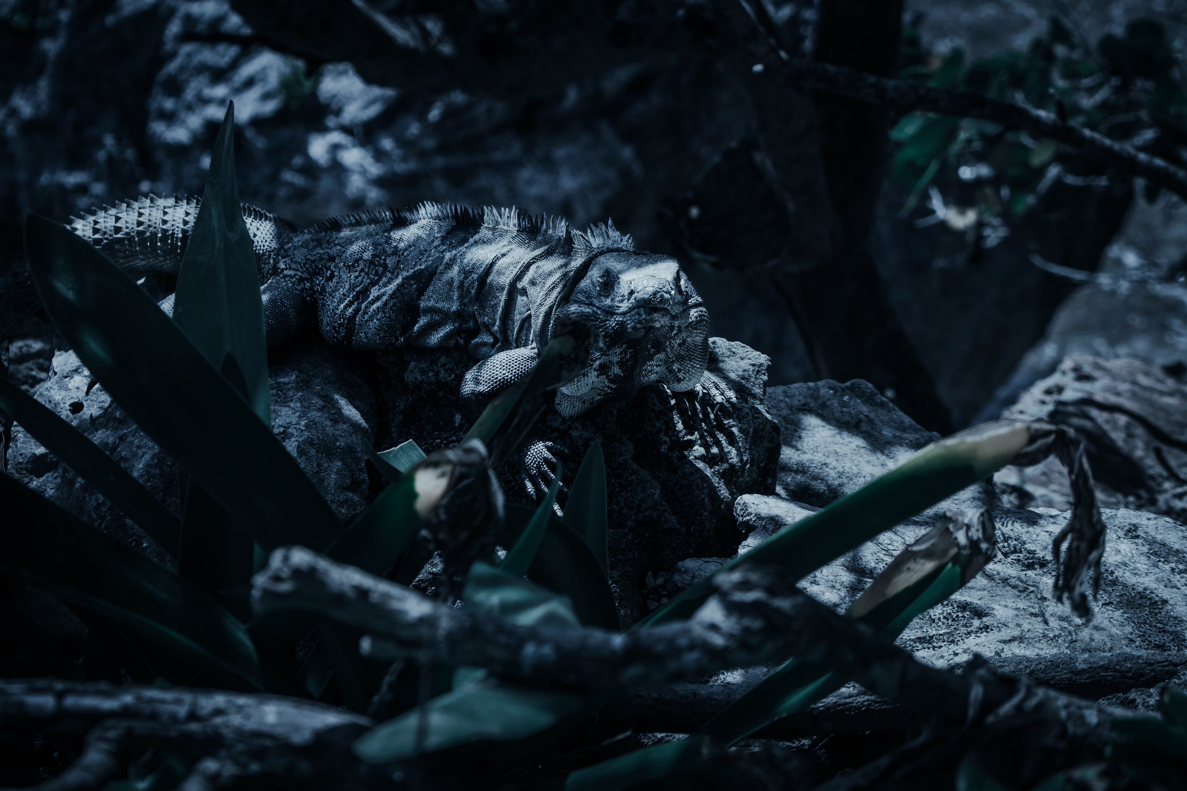 Tulum Mexico. Moonlit nights.