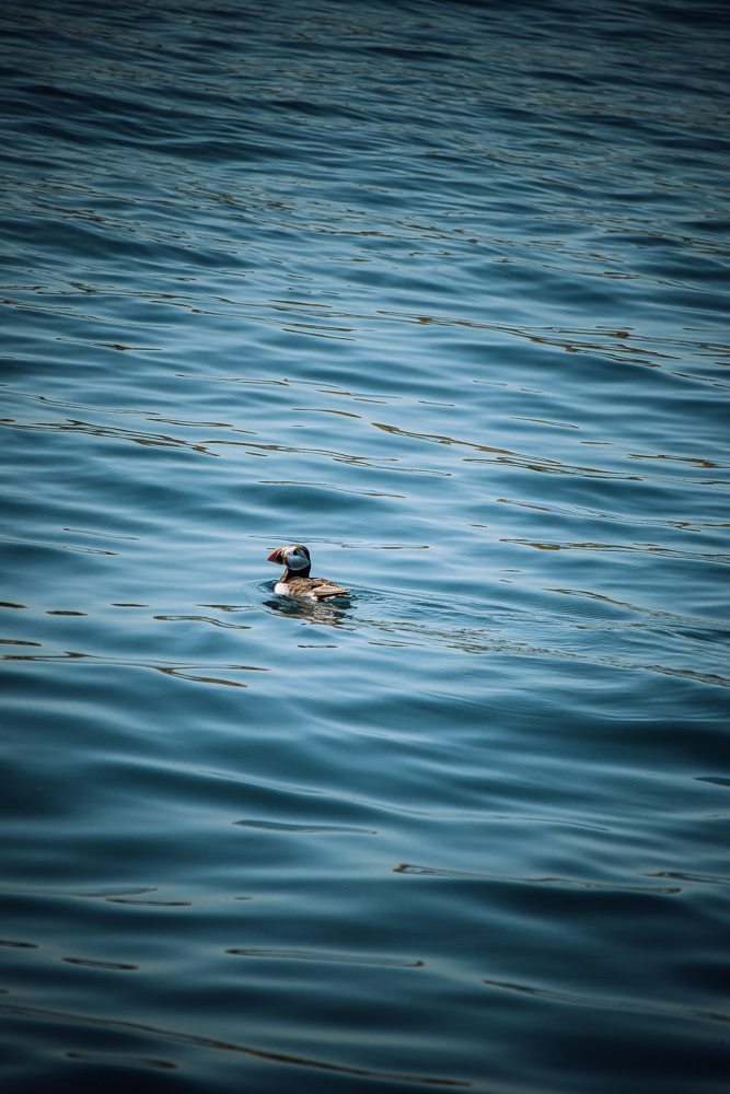 Scotland. Puffins spend most of their life afloat.