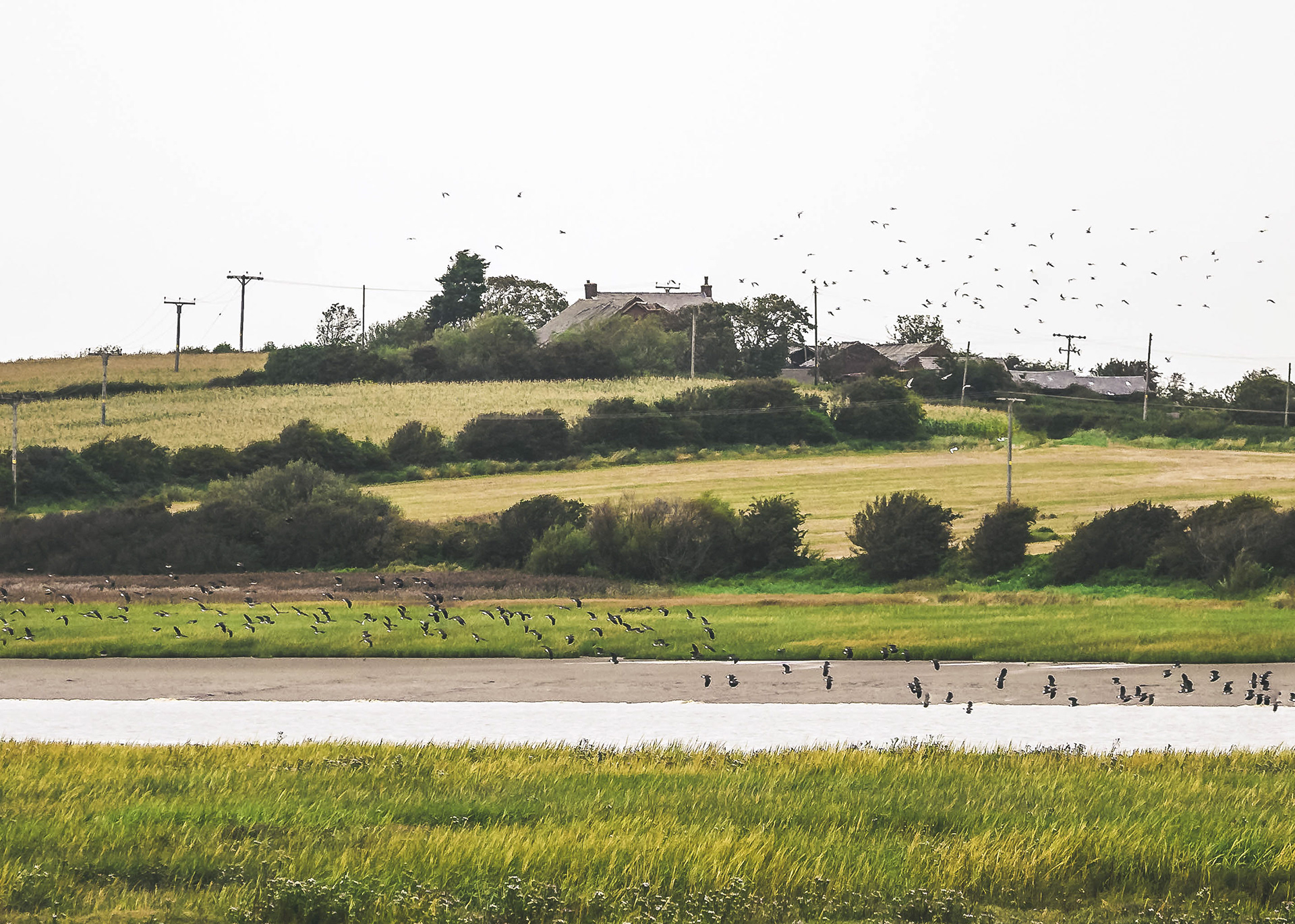 Birds