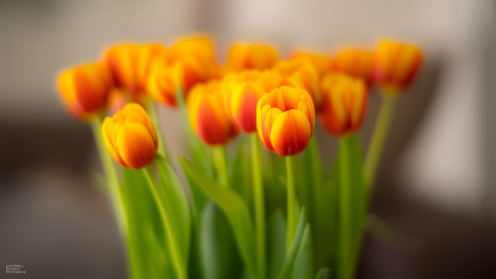 Tulpenpracht