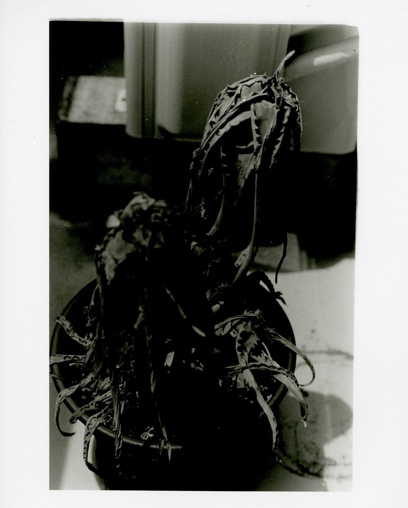 GREEN: GELATIN SILVER PRINT
