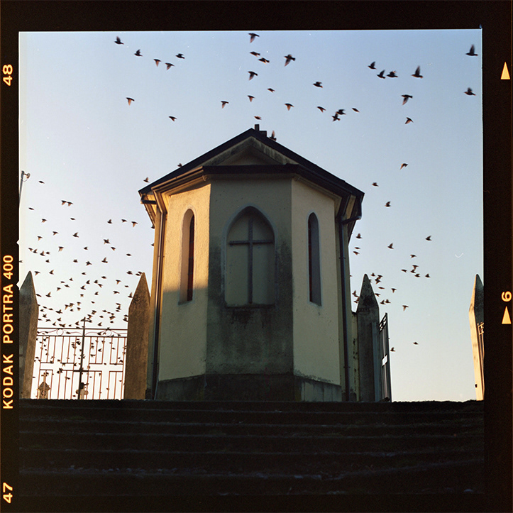 Birds, Hasselblad500cm