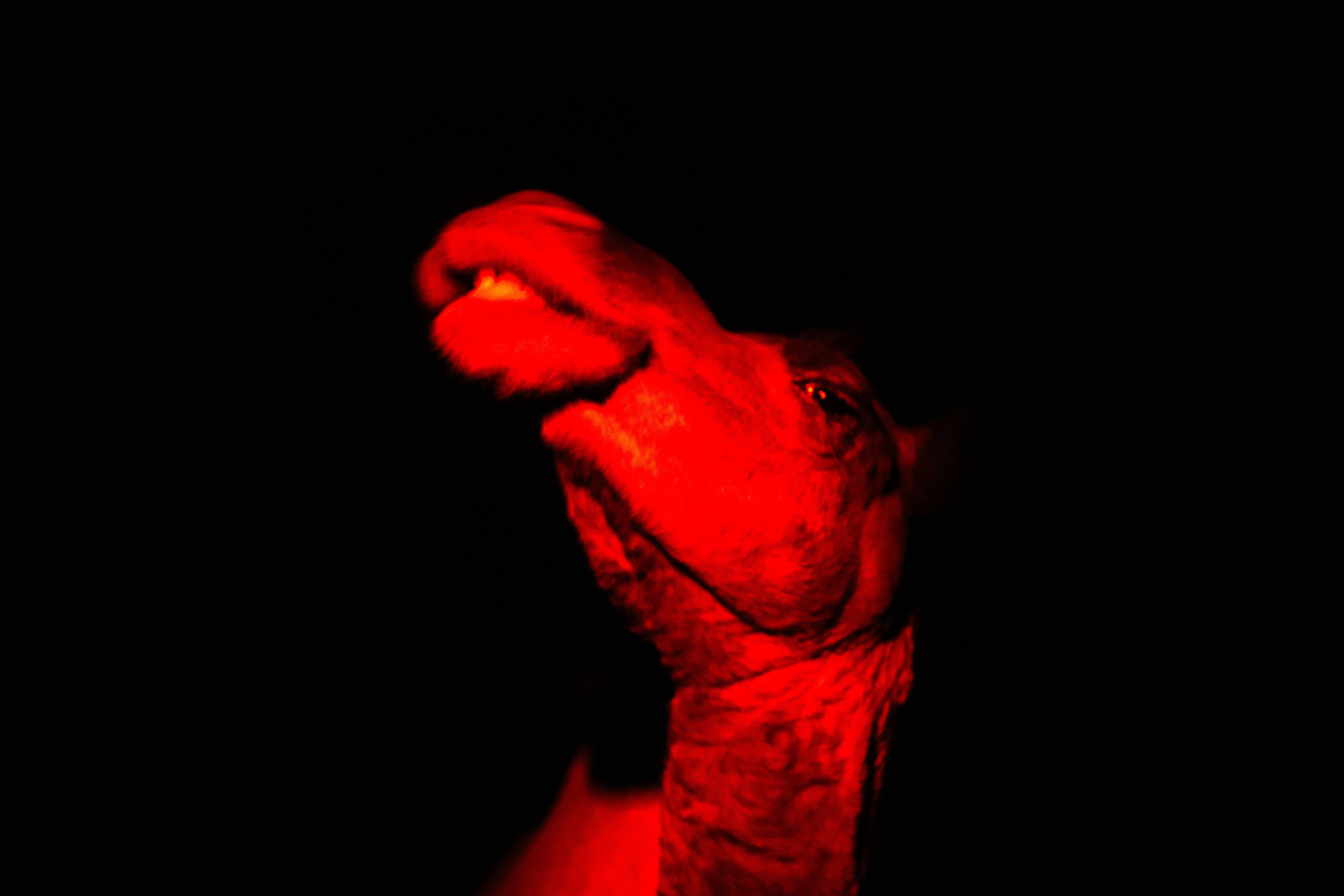 Camel in desert night