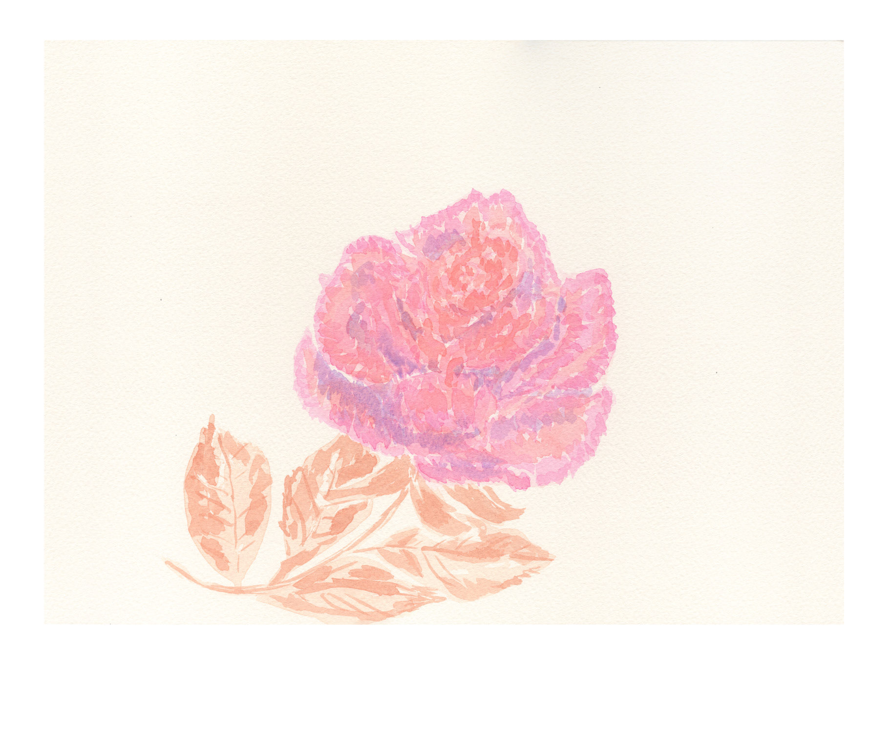 Rose V