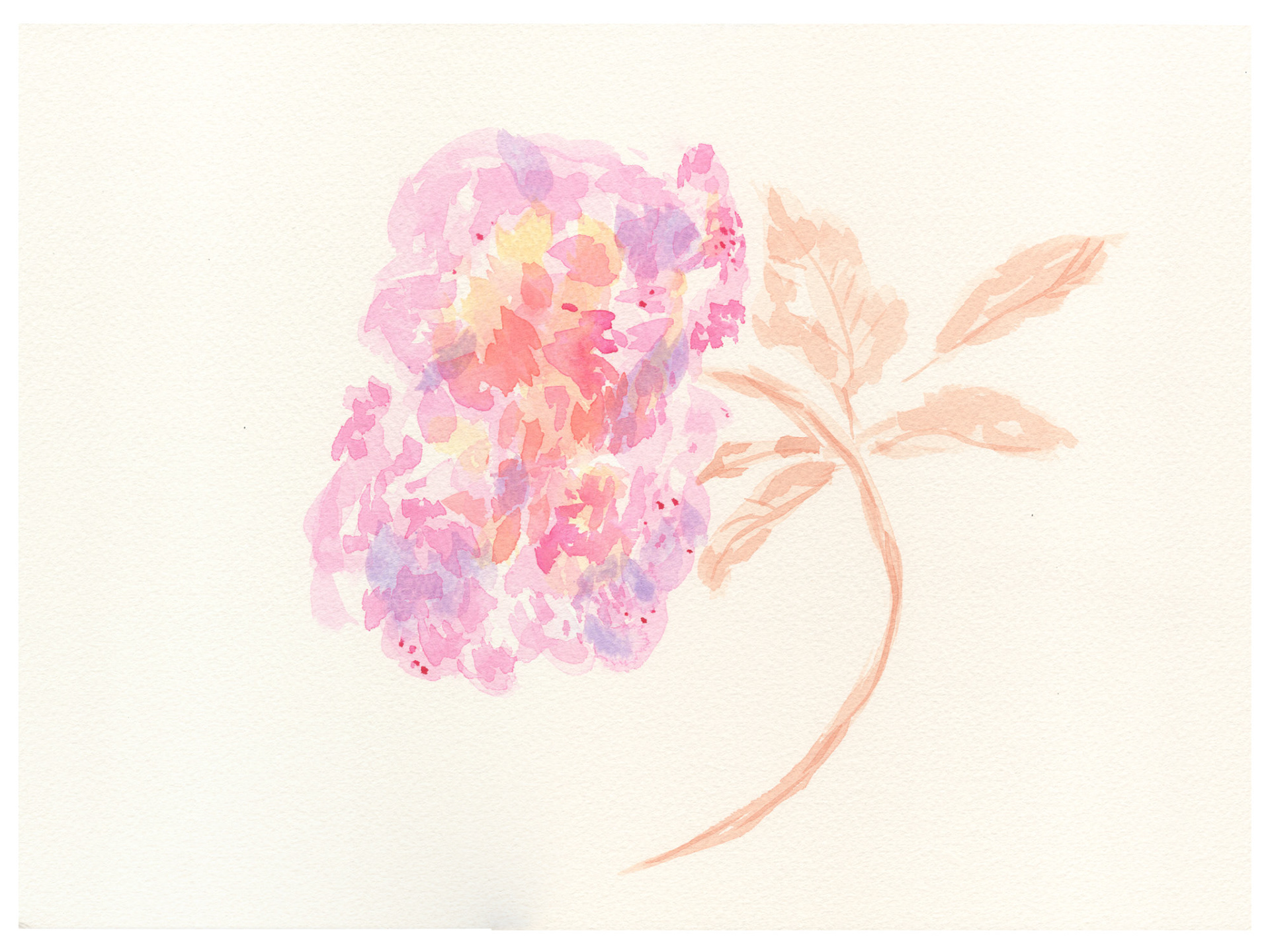 Rose IV