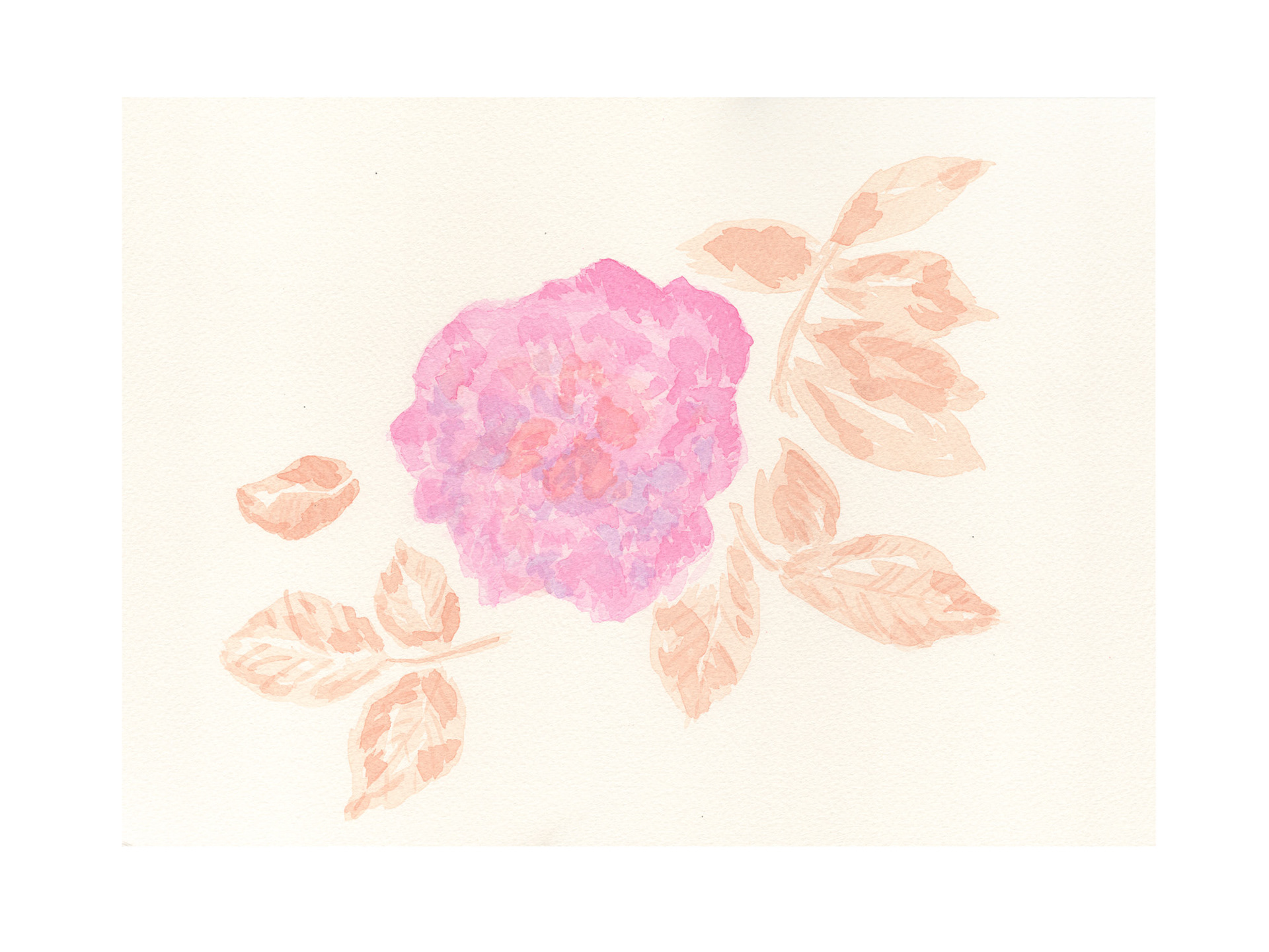 Rose VII