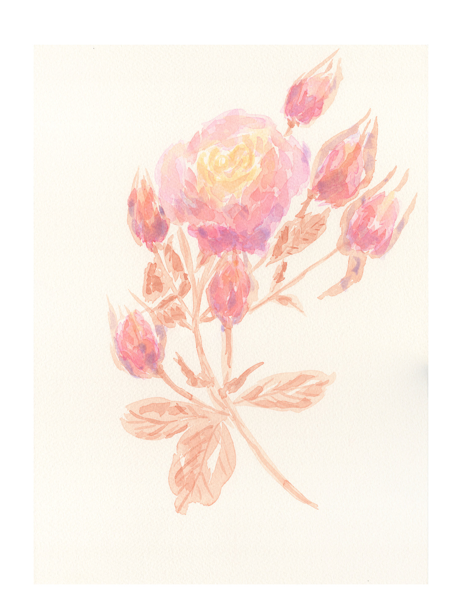 Rose III