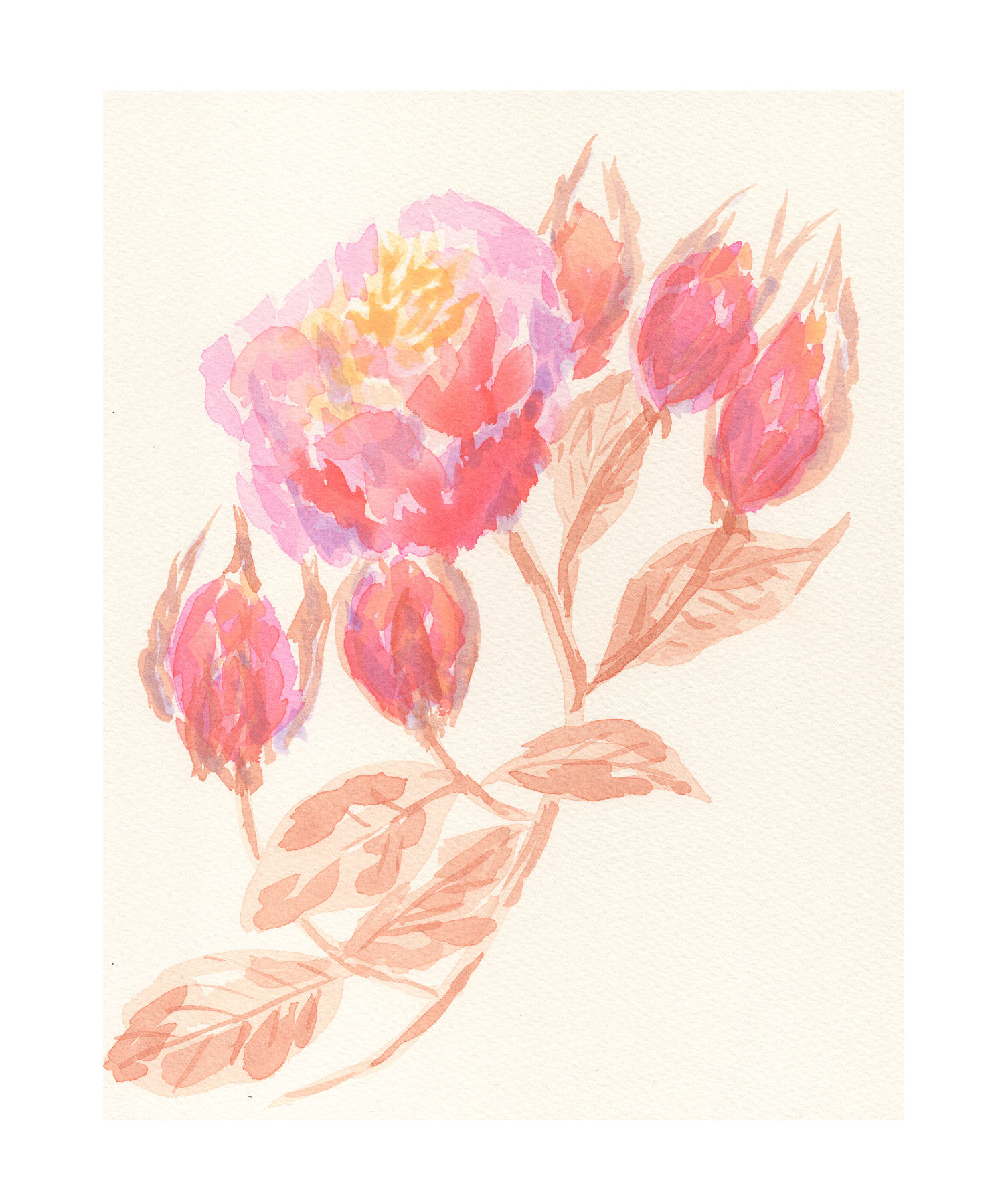 Rose VI