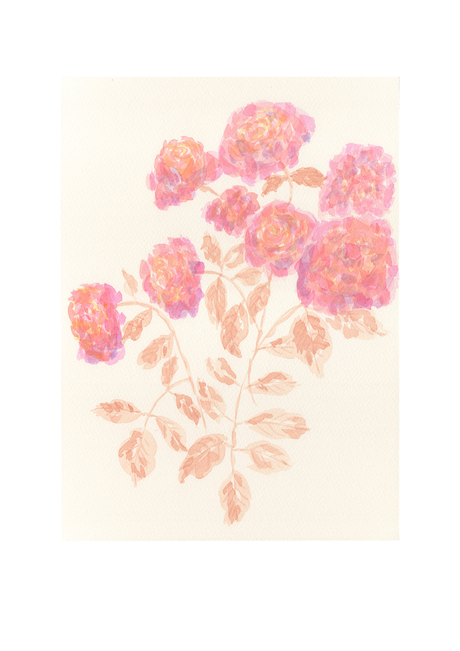 Rose II