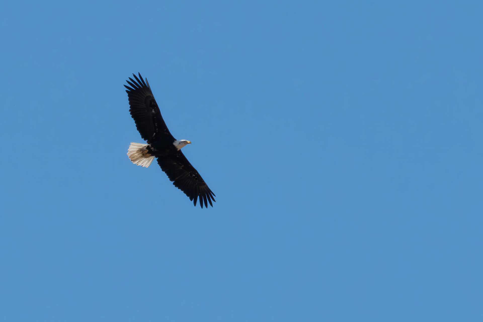 Bald Eagle