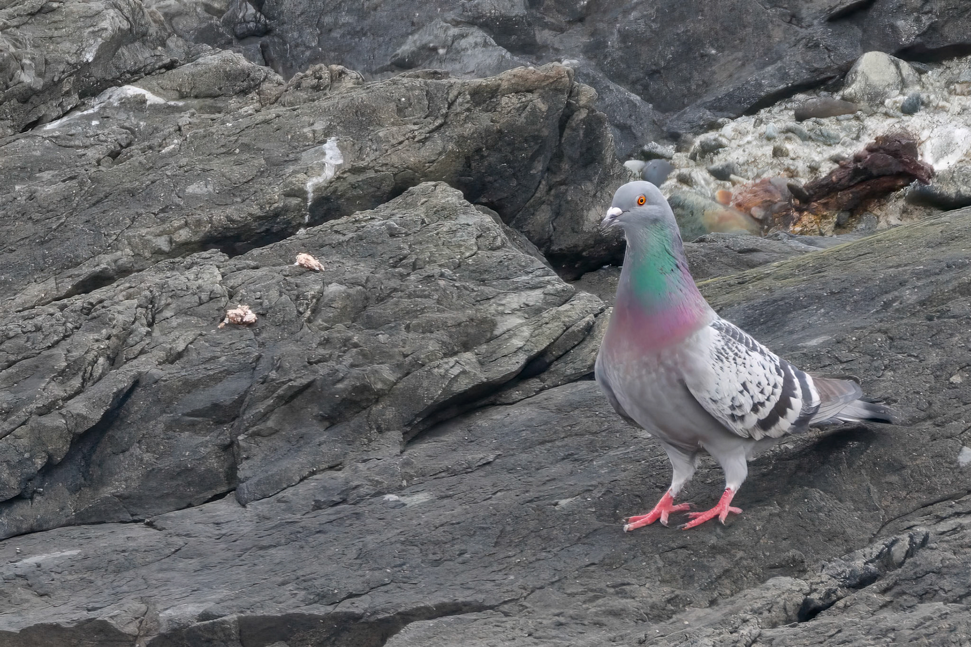 Rock Pigeon