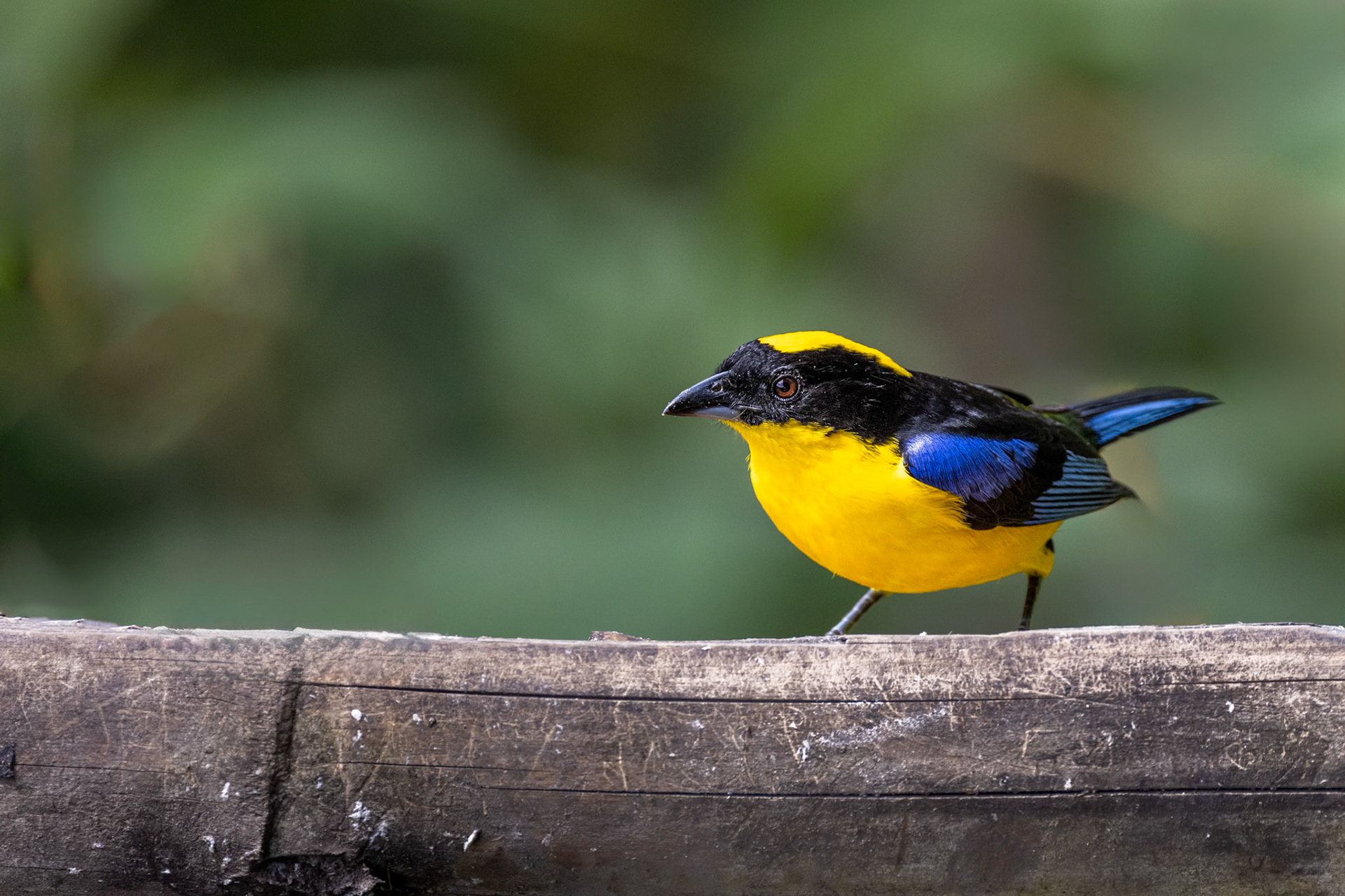 Blue-winged Mountain Tanager