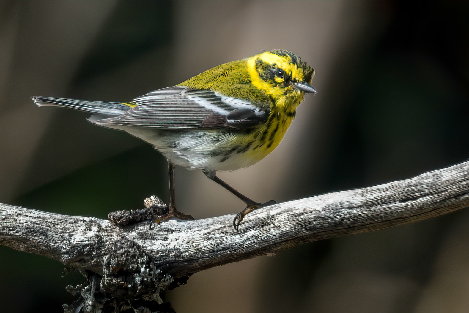 Townsend's Warbler