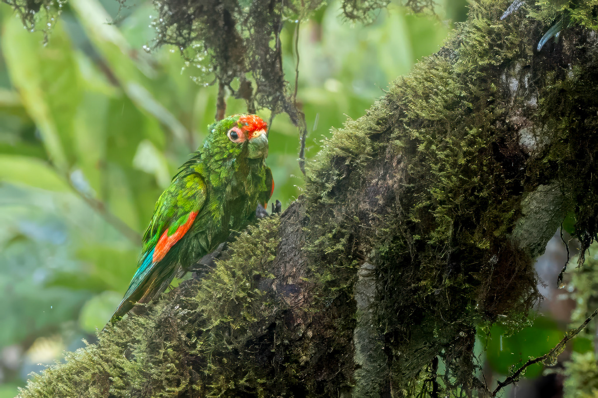 Male El Oro Parakeet