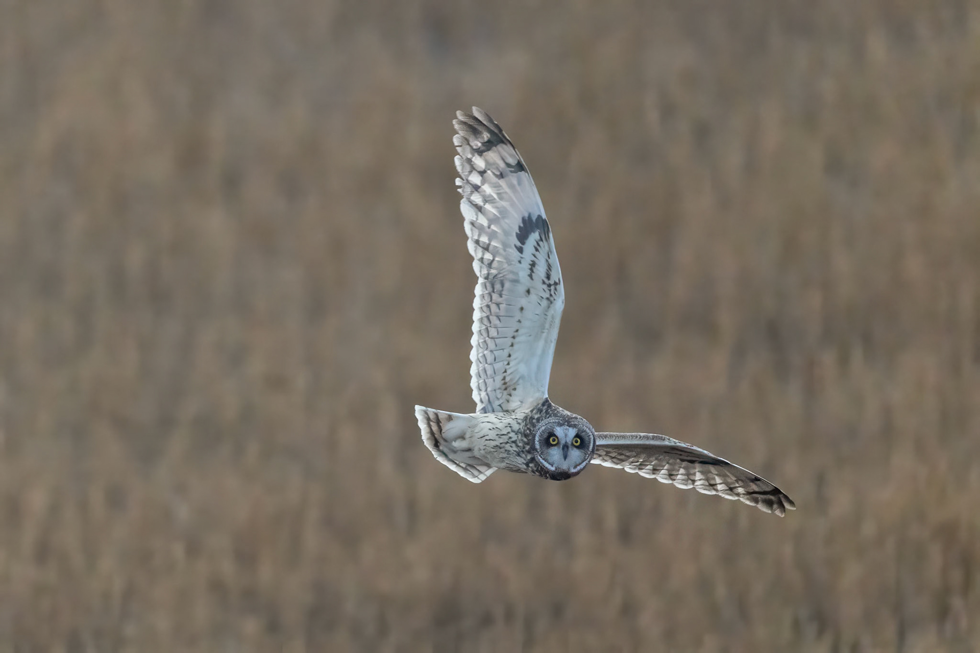 Short-eared Owl