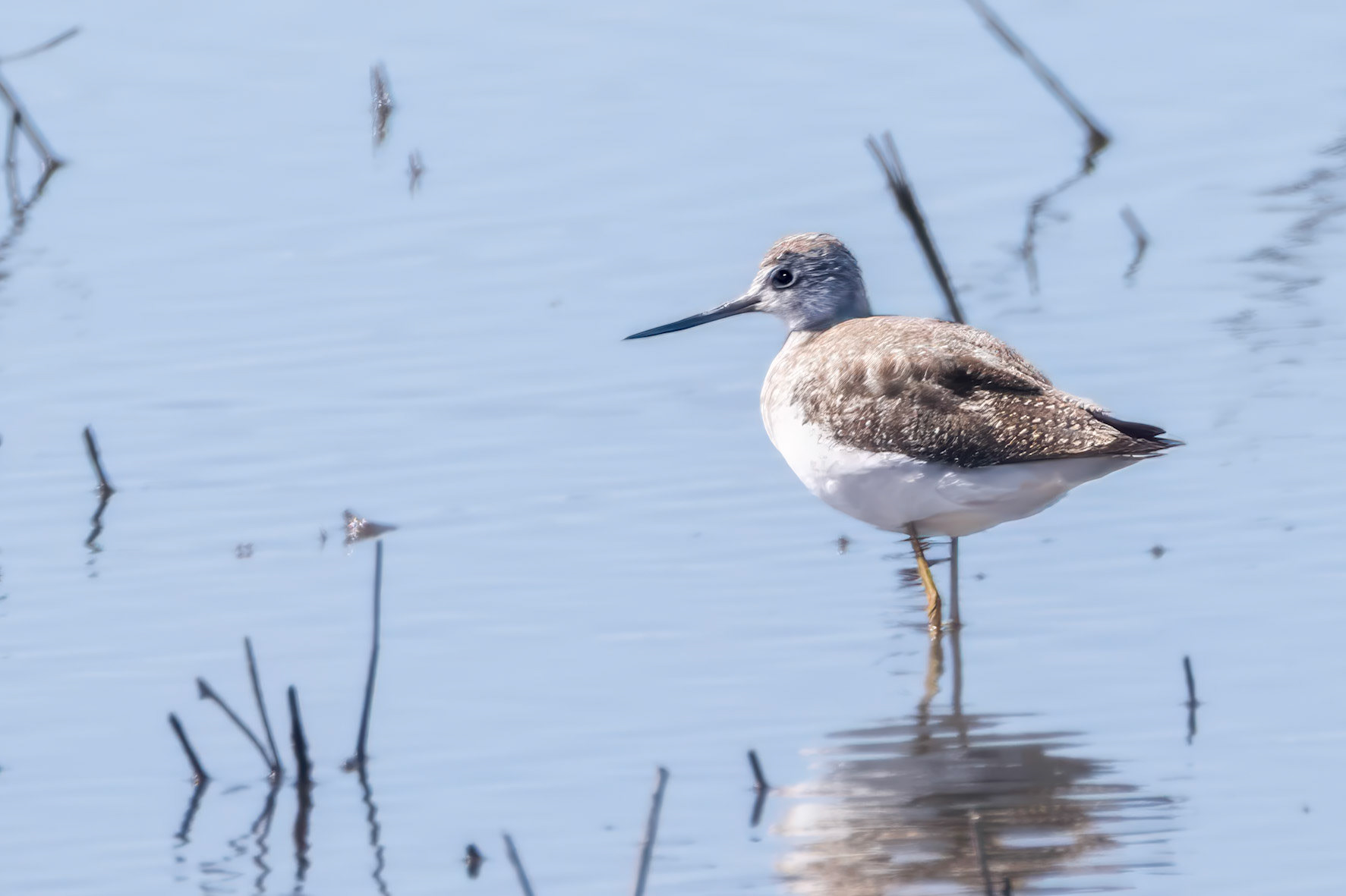 Greater Yellowlegs