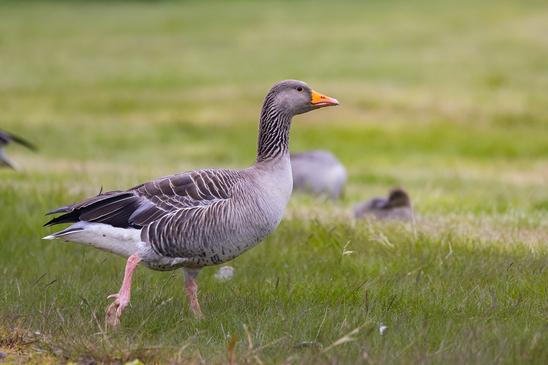 Graylag Goose