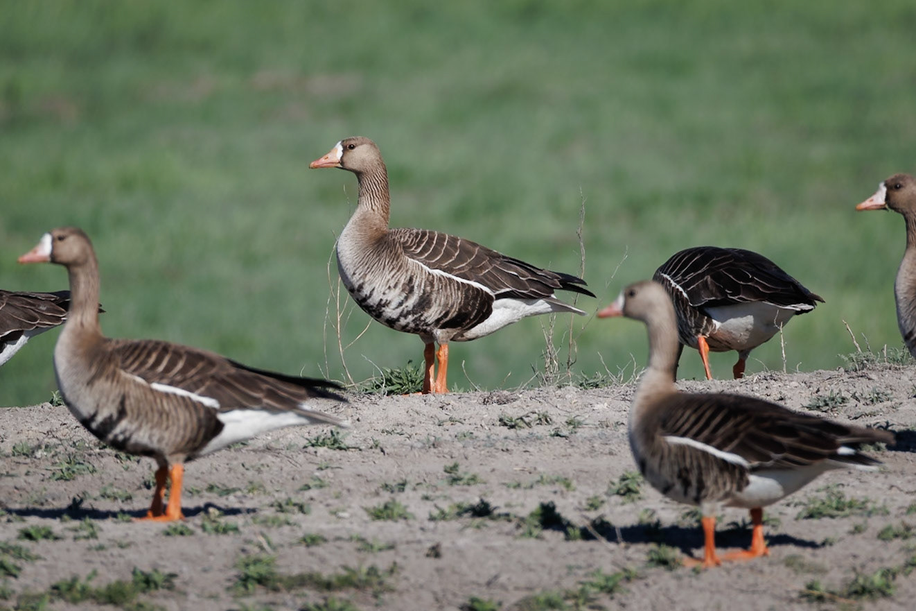 Greater White-fronted Geese