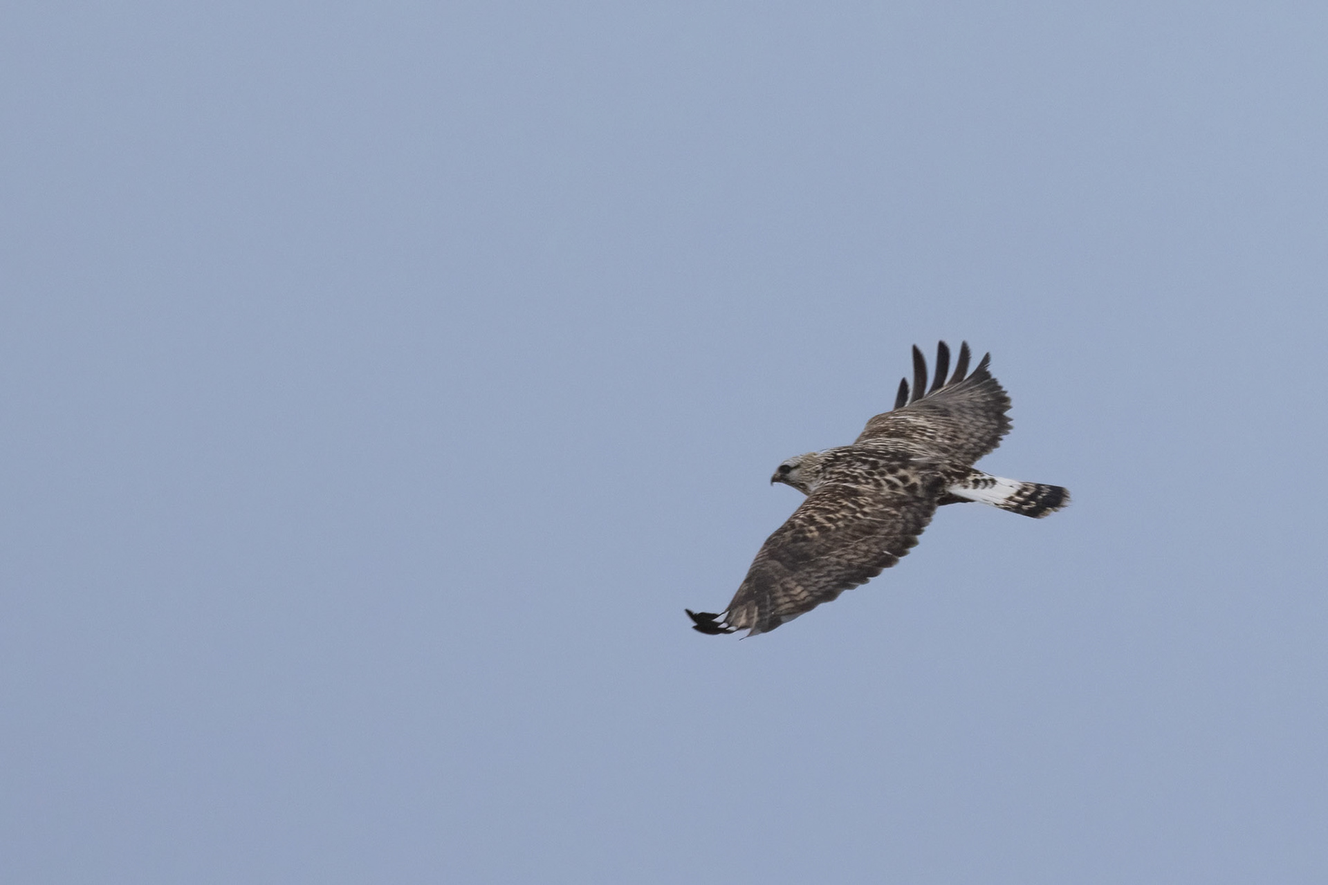 Rough-legged Hawk