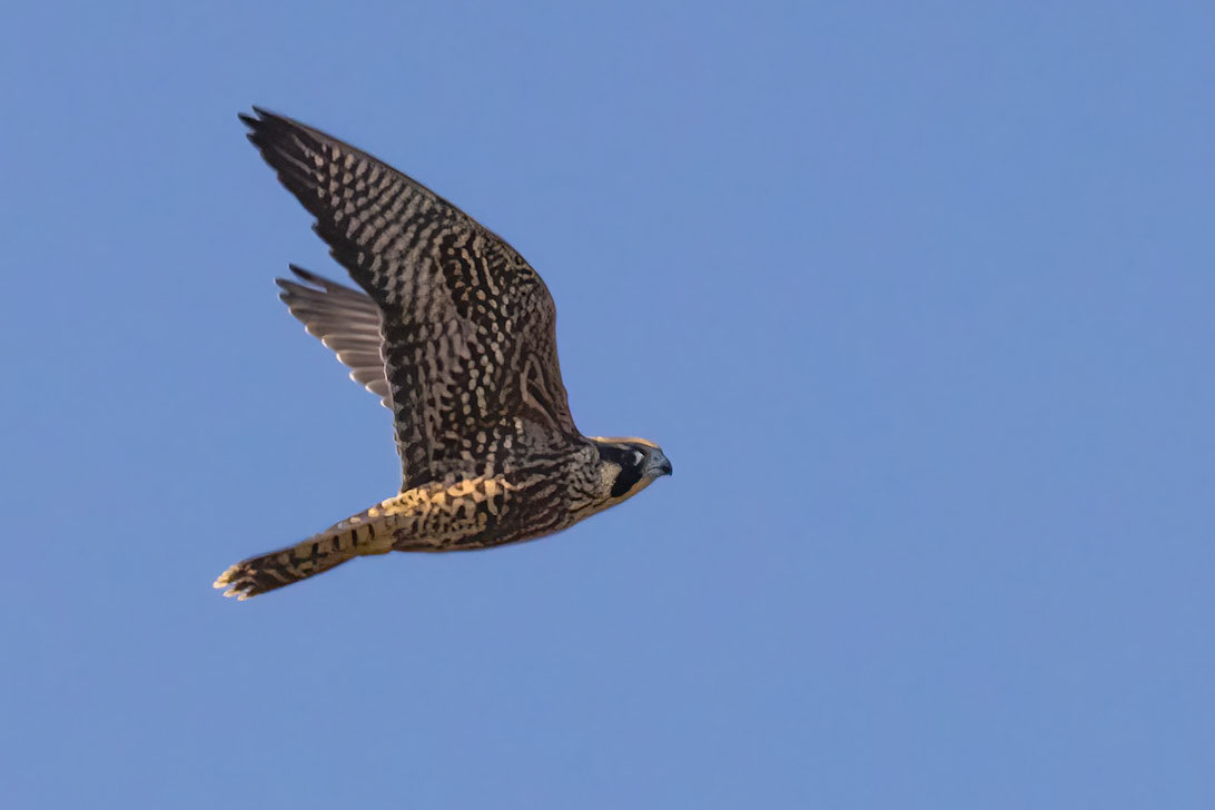Peregrine Falcon