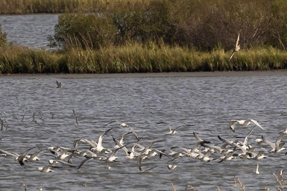 Forster's Terns and Peregrine Falcon
