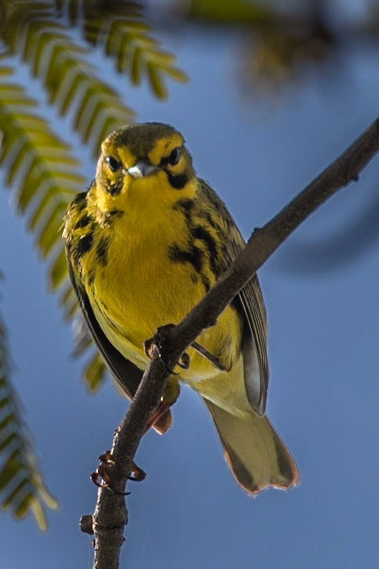 Prairie Warbler