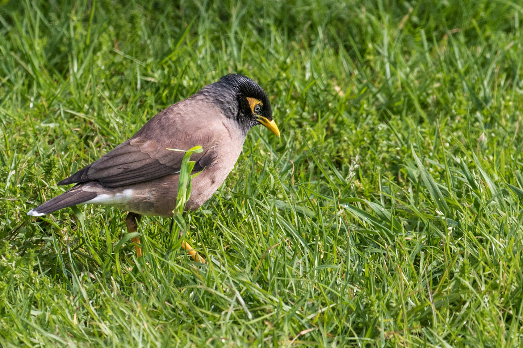 Myna Bird