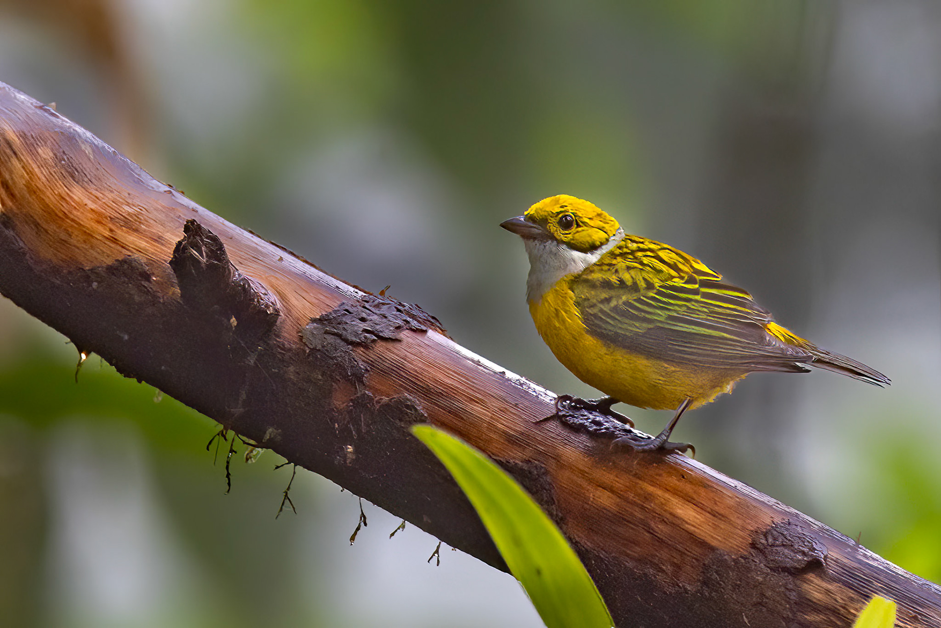 Silver-throated Tanager